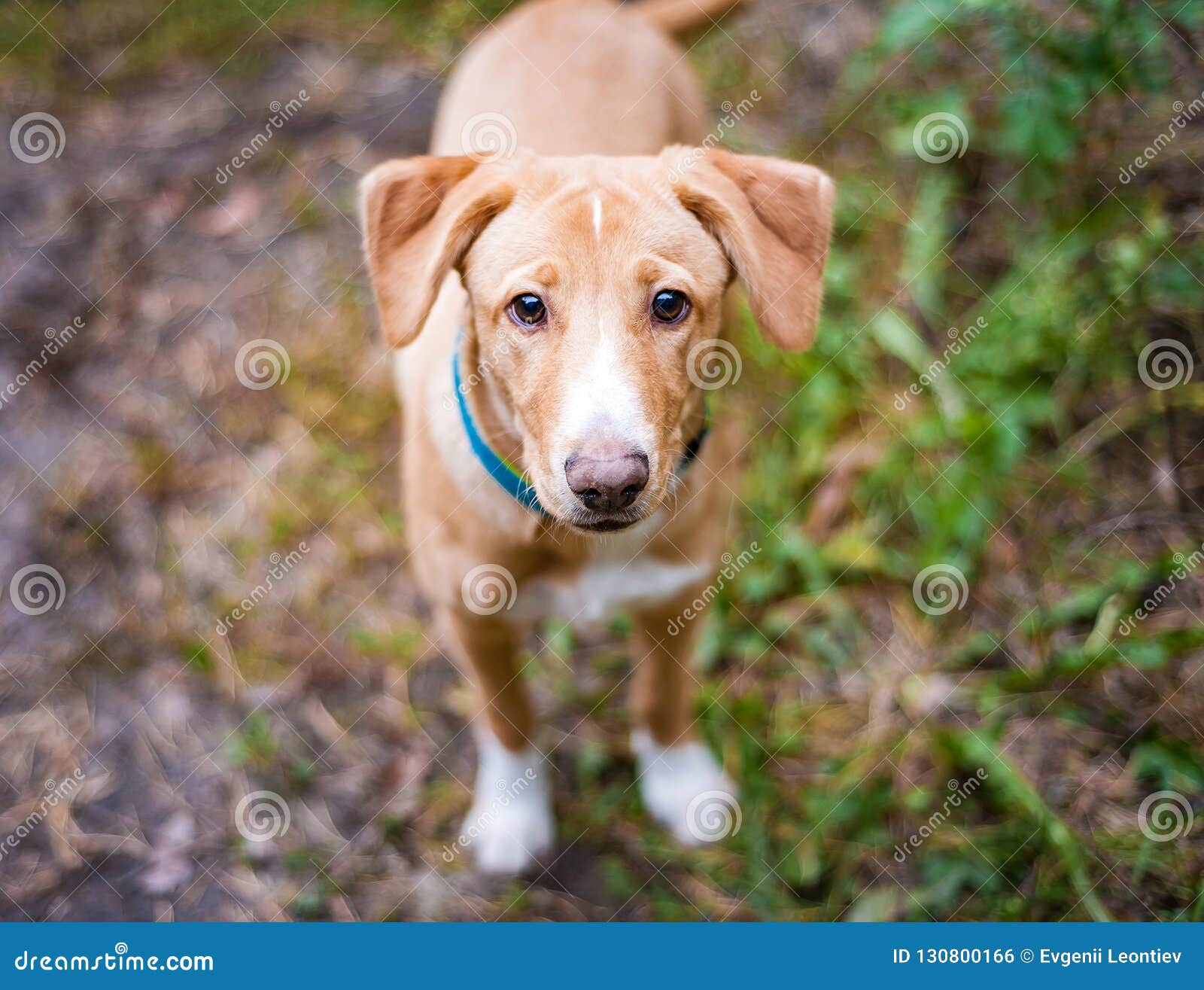 Jack Russell on a Walk in the Autumn Park Stock Photo Image of game