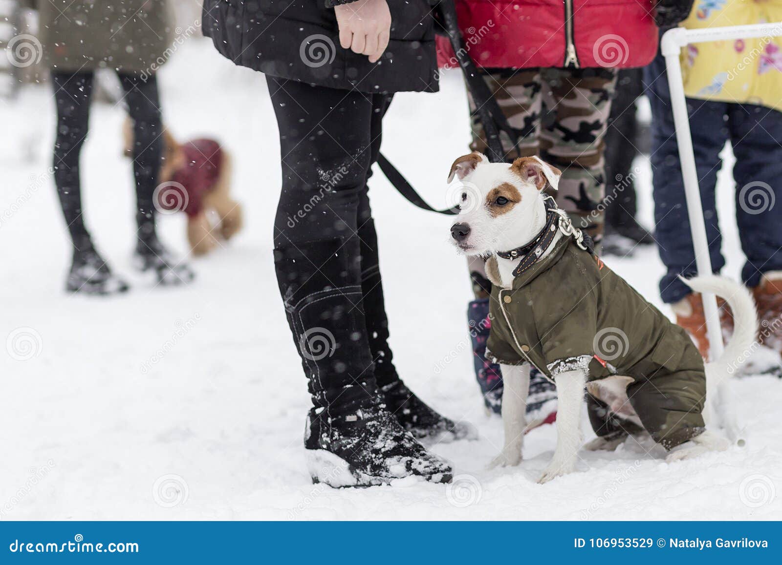 Jack Russell for a walk stock image. Image of nature 106953529