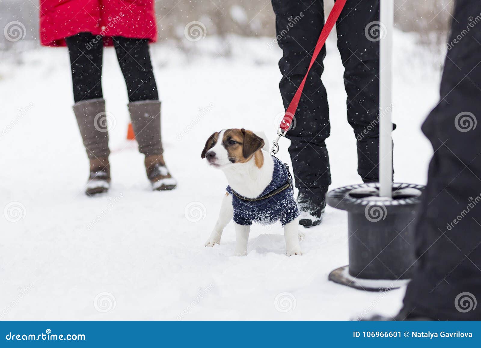 Jack Russell for a walk stock image. Image of nose, portrait 106966601