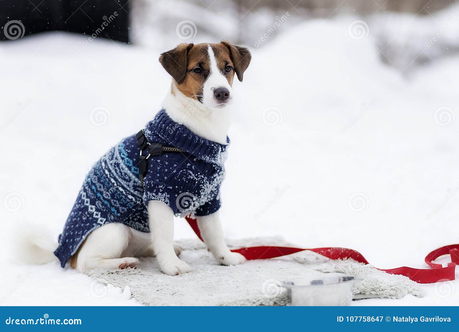 Jack Russell in a Warm Jacket Stock Image Image of active, breed