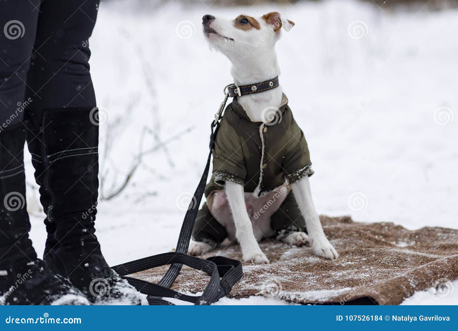 Jack Russell in Winter Clothes Stock Photo Image of jack, park 107526184