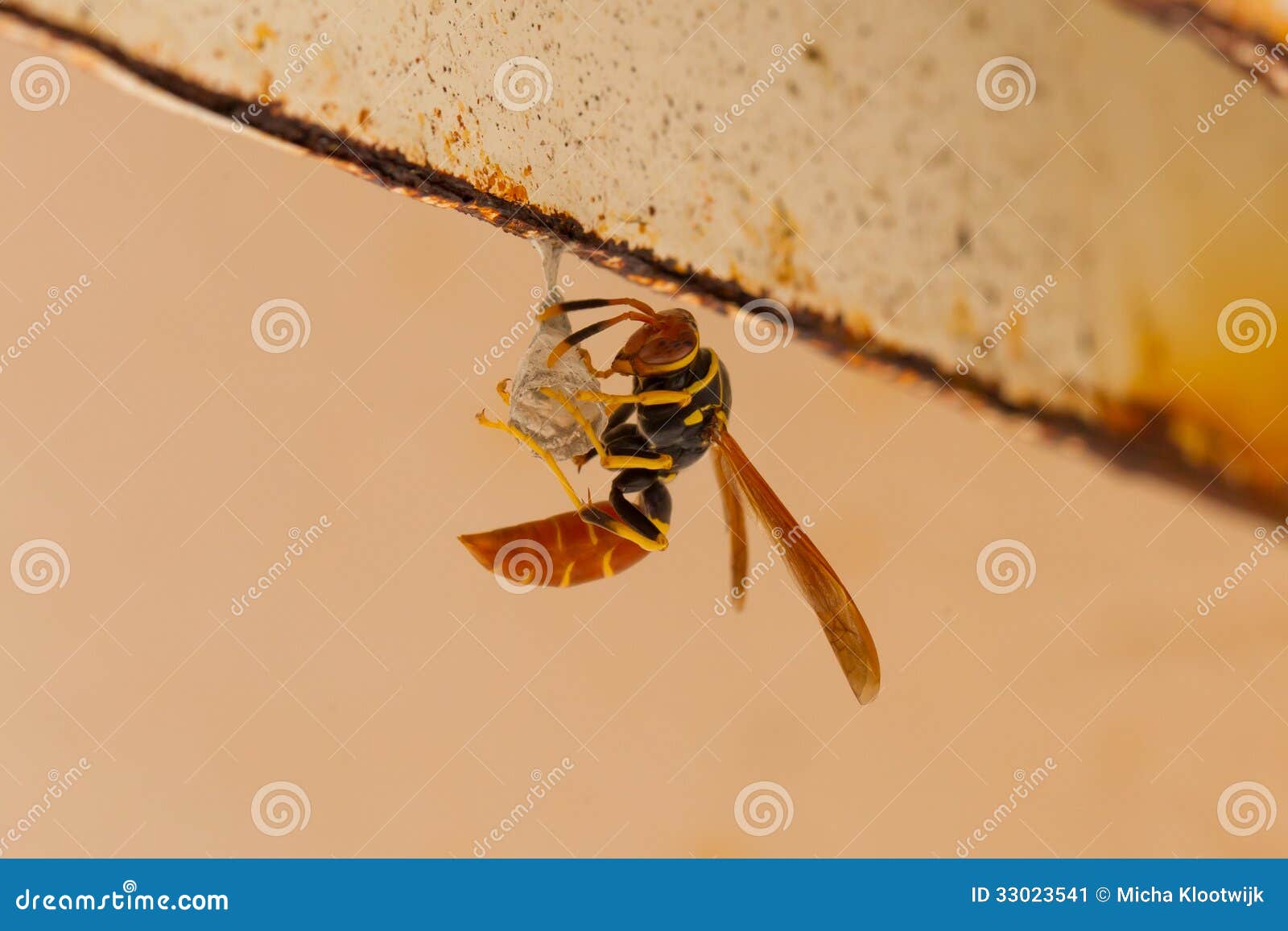 jack spaniard wasp building a small nest