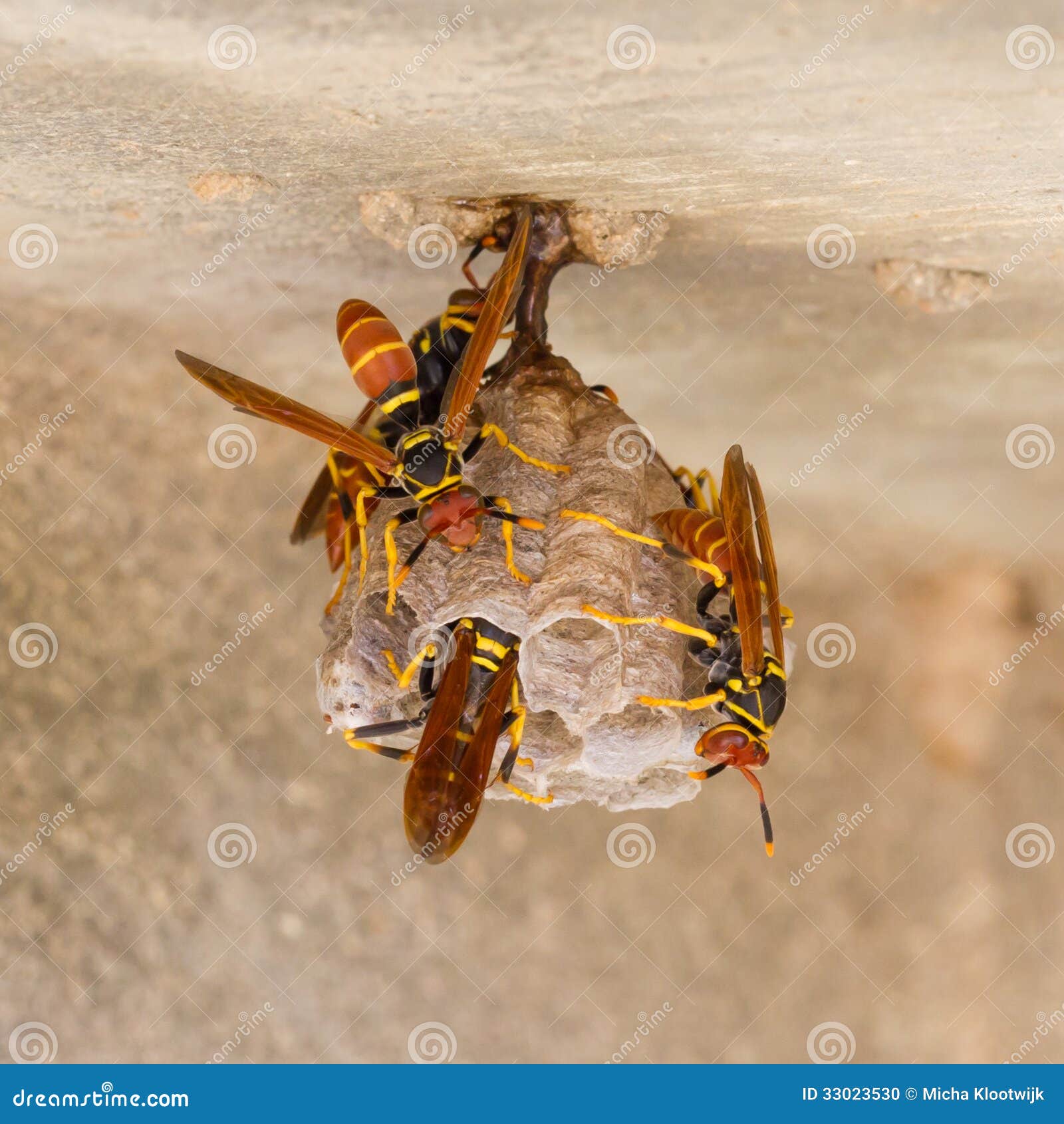 jack spaniard wasps on a small nest