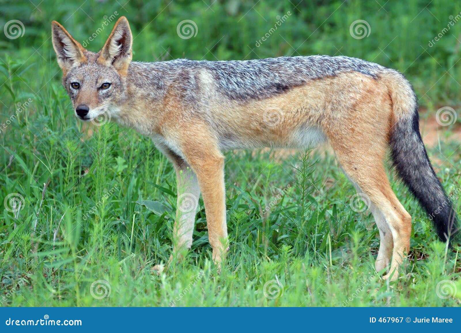 Jackal. stock image. Image of killer, wild, hunt, scavenge - 467967