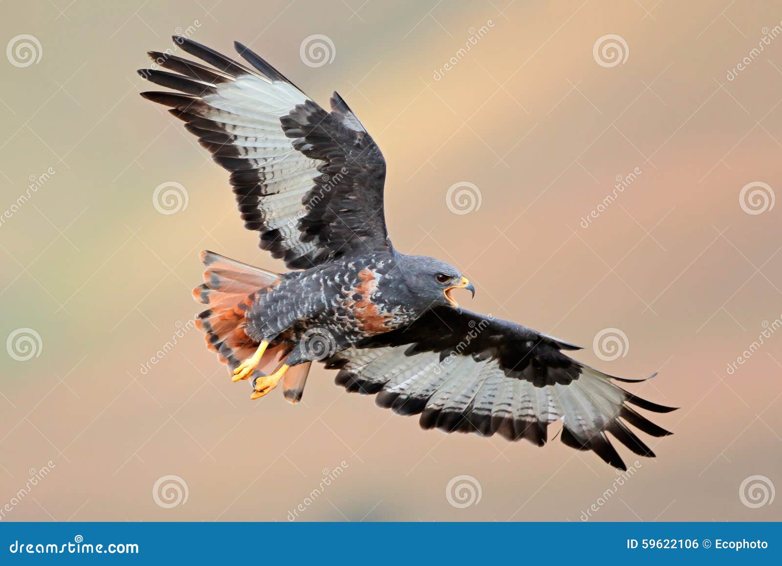 jackal buzzard in flight