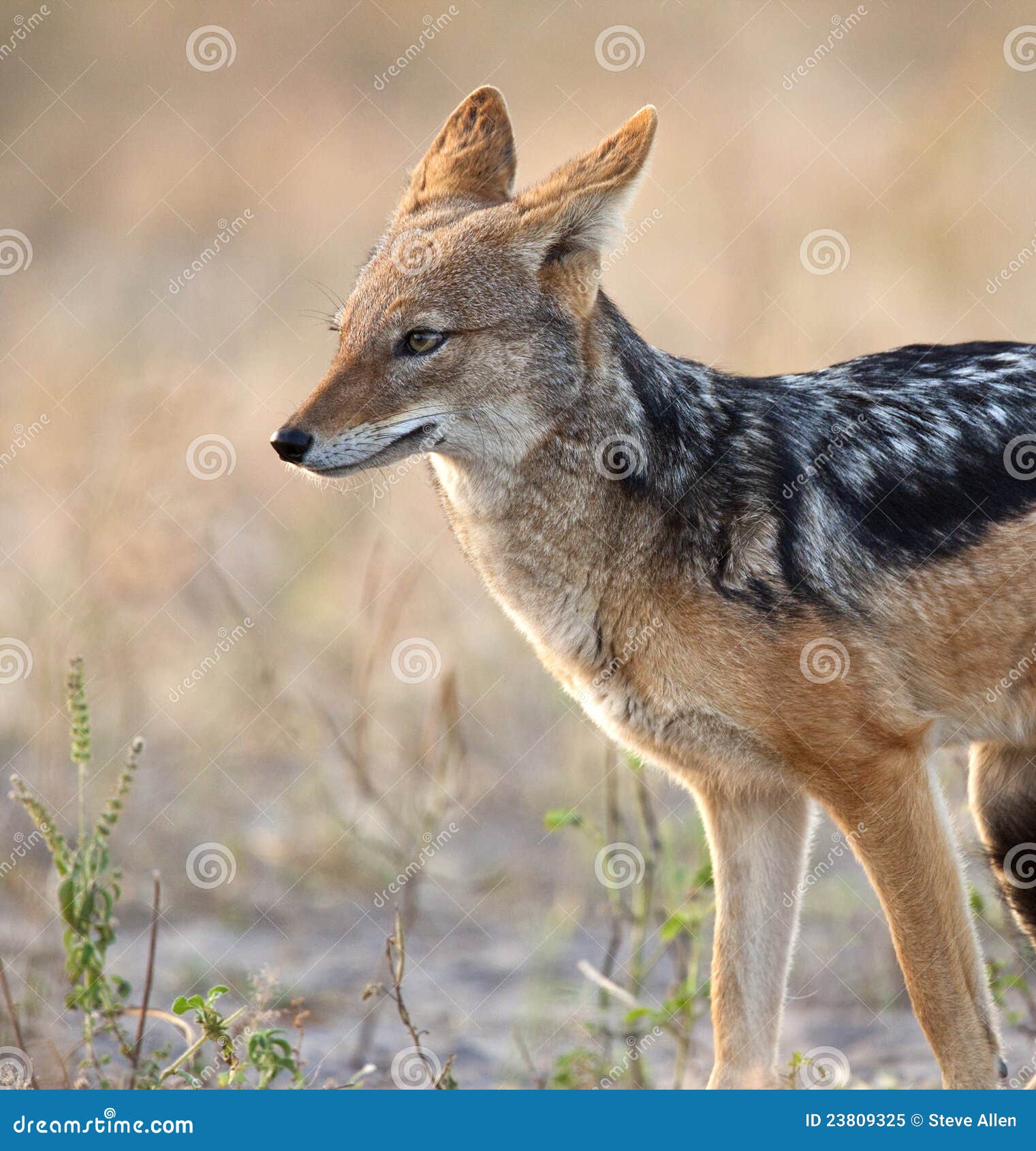 jackal - canis mesomalas - botswana