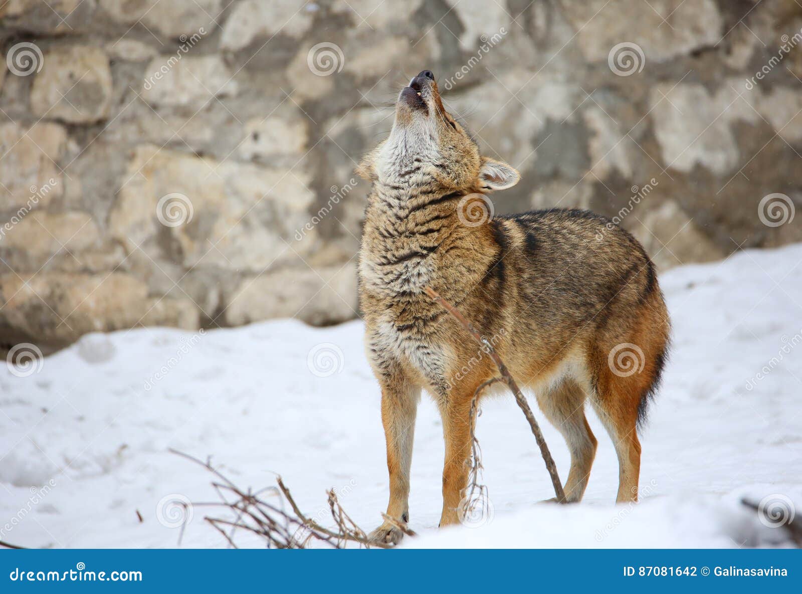 jackal or reed wolf. the jackal howls