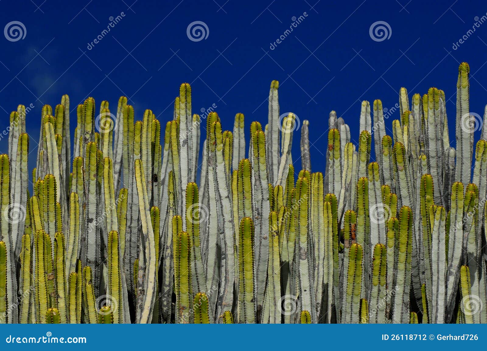 Jackal`s food stock photo. Image of spurge, kandelaber - 26118712