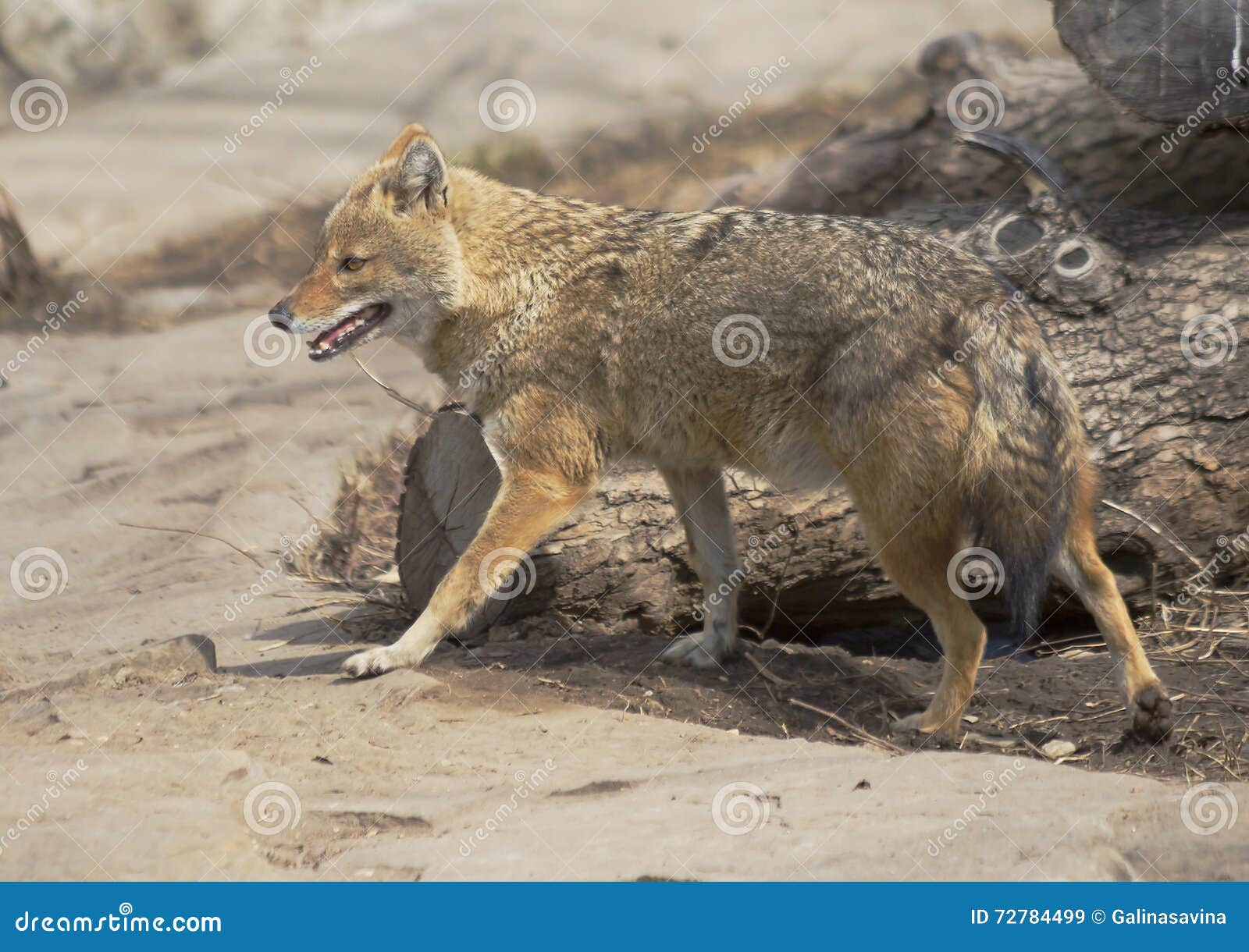 are jackals related to dogs