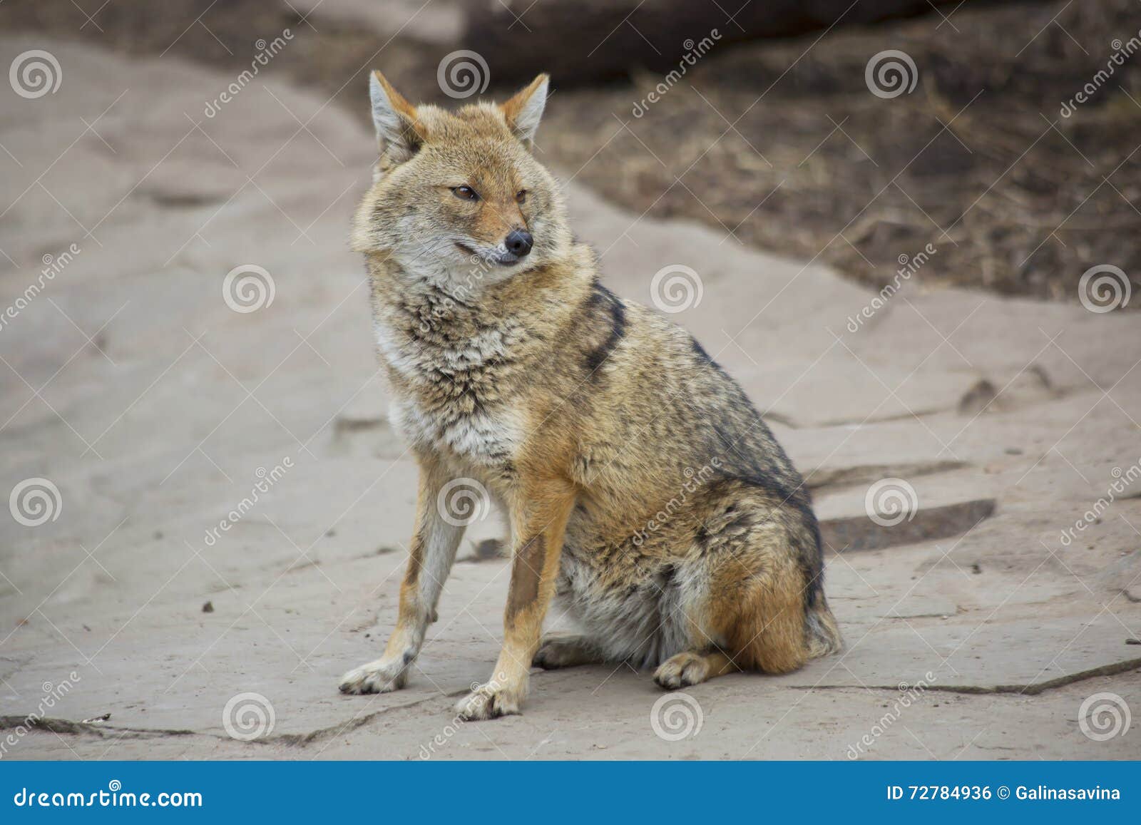 are jackals related to dogs