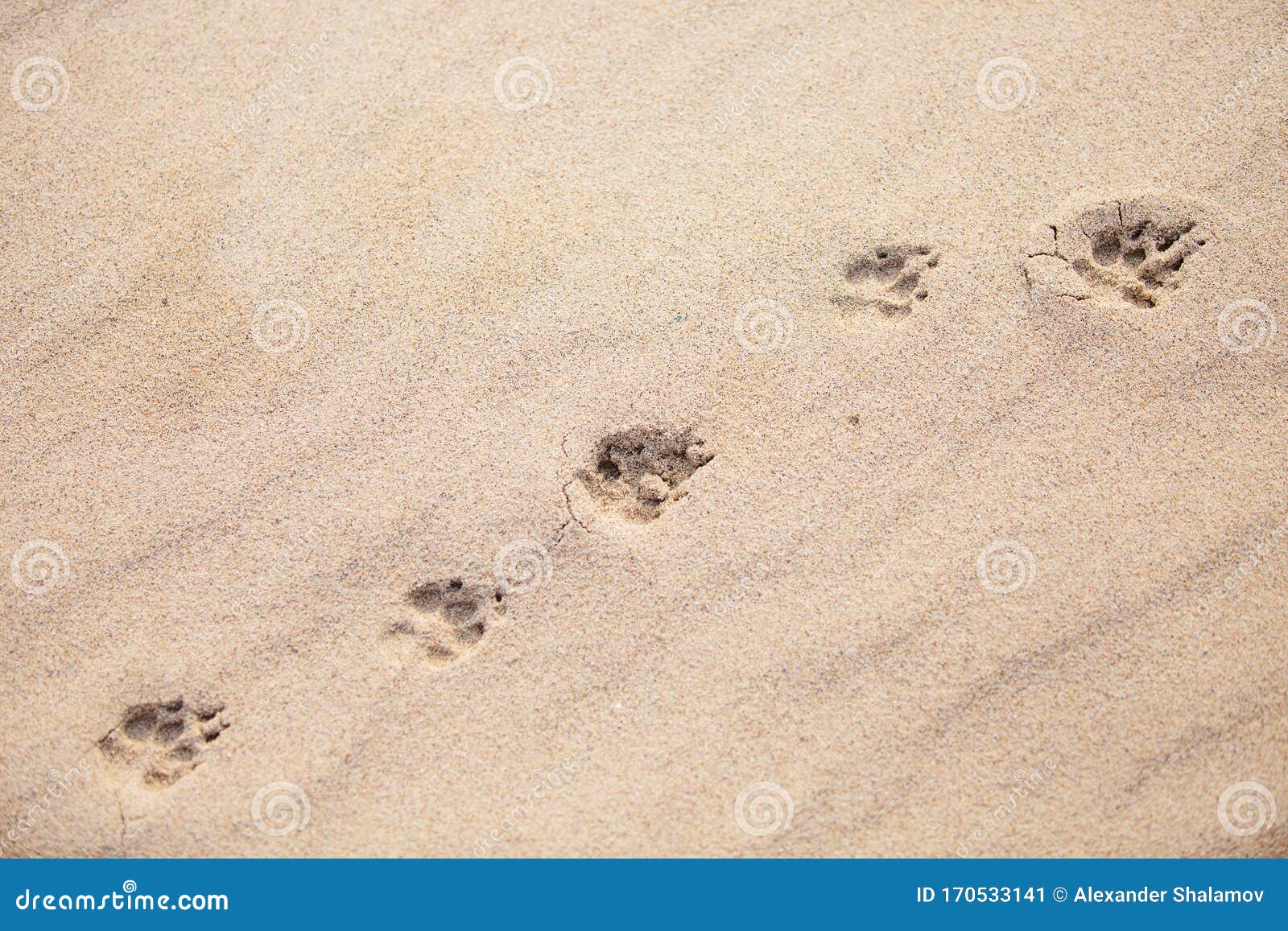 Jackals footprints on sand stock image. Image of outdoor 170533141