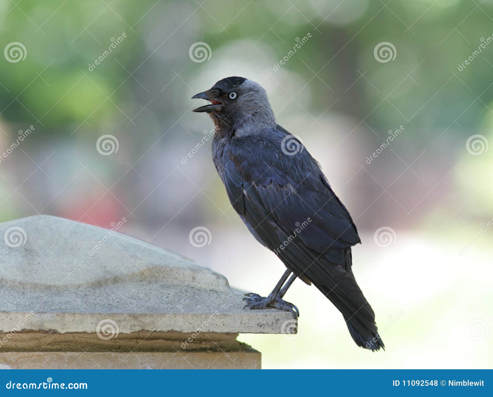 jackdaw