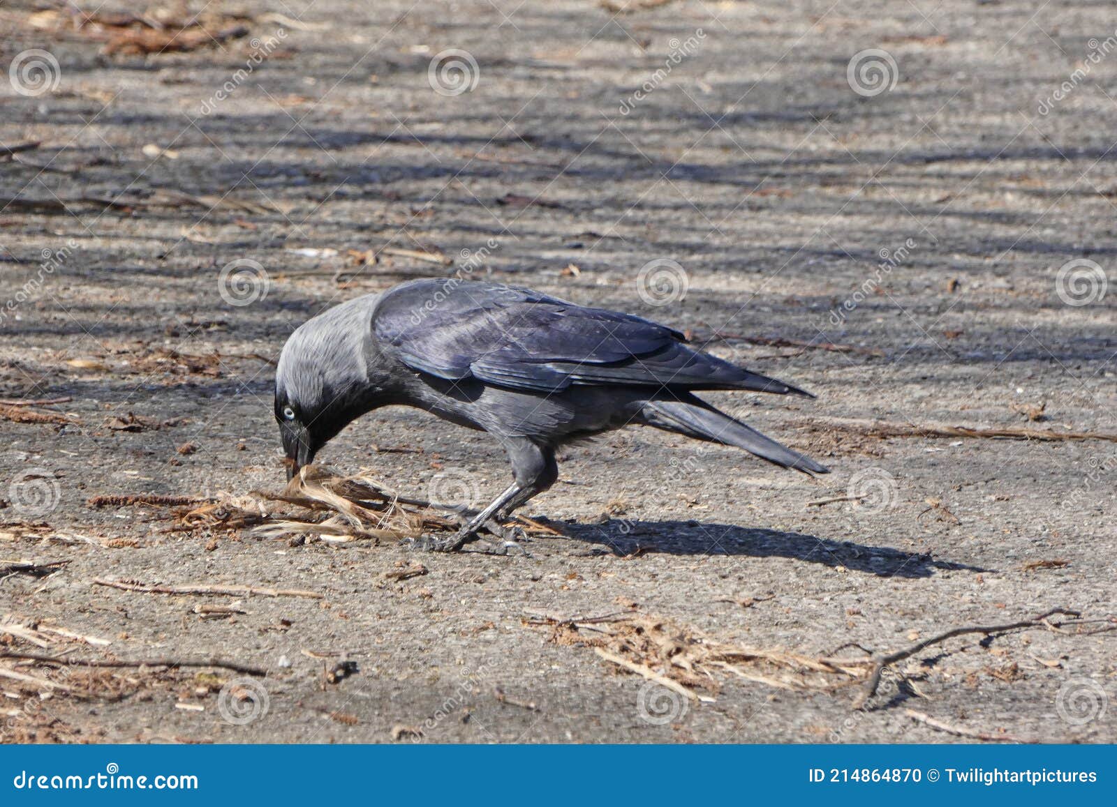 Jackdaws are Highly Intelligent and Very Social Birds. Stock Photo - Image of social, building: 214864870 Jackdaws are Highly Intelligent and Very Social Birds. Stock Photo - Image of social, building: 214864870
