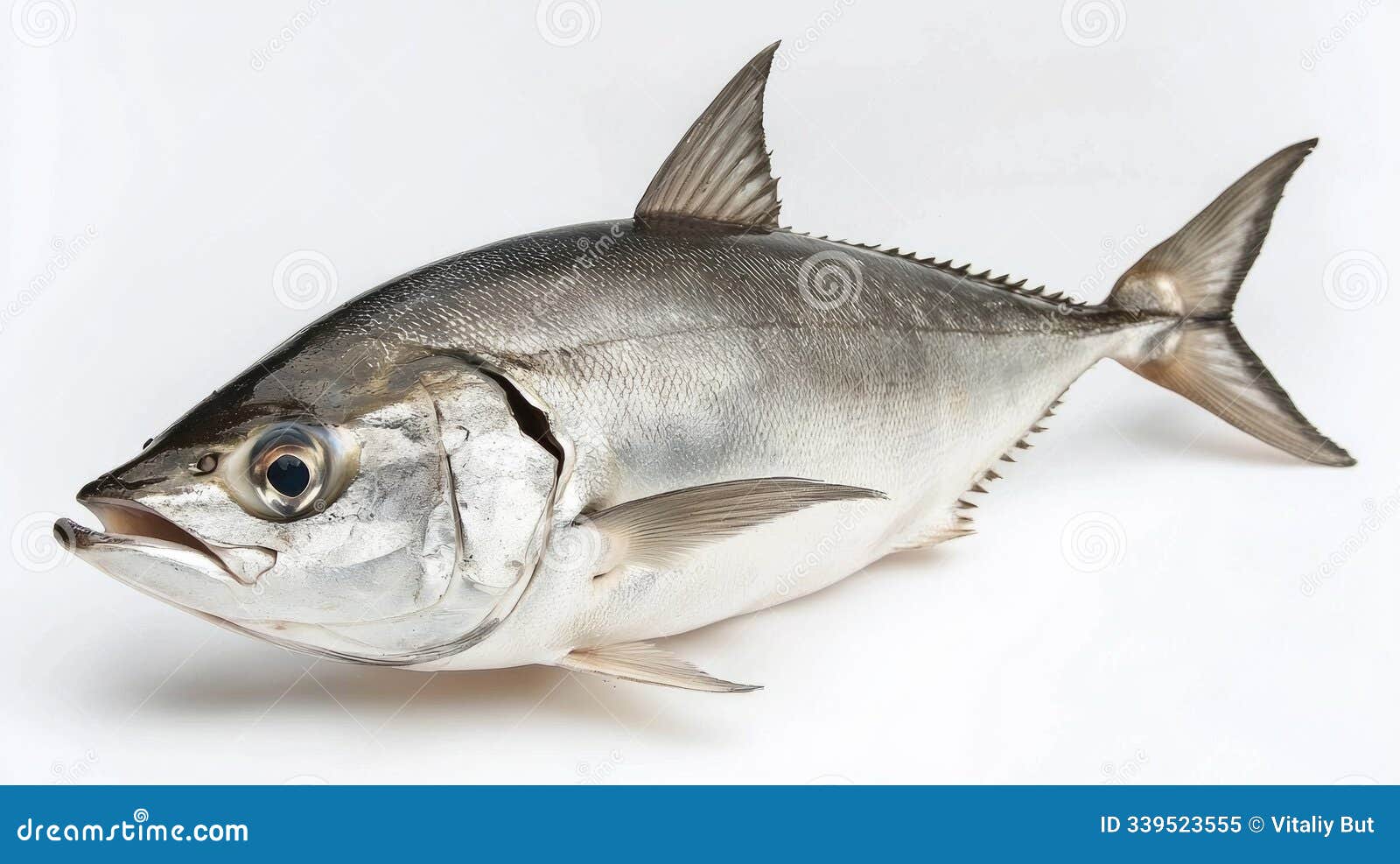 jackfish caranx is displayed against a white background highlighting its streamlined body vibrant coloration and