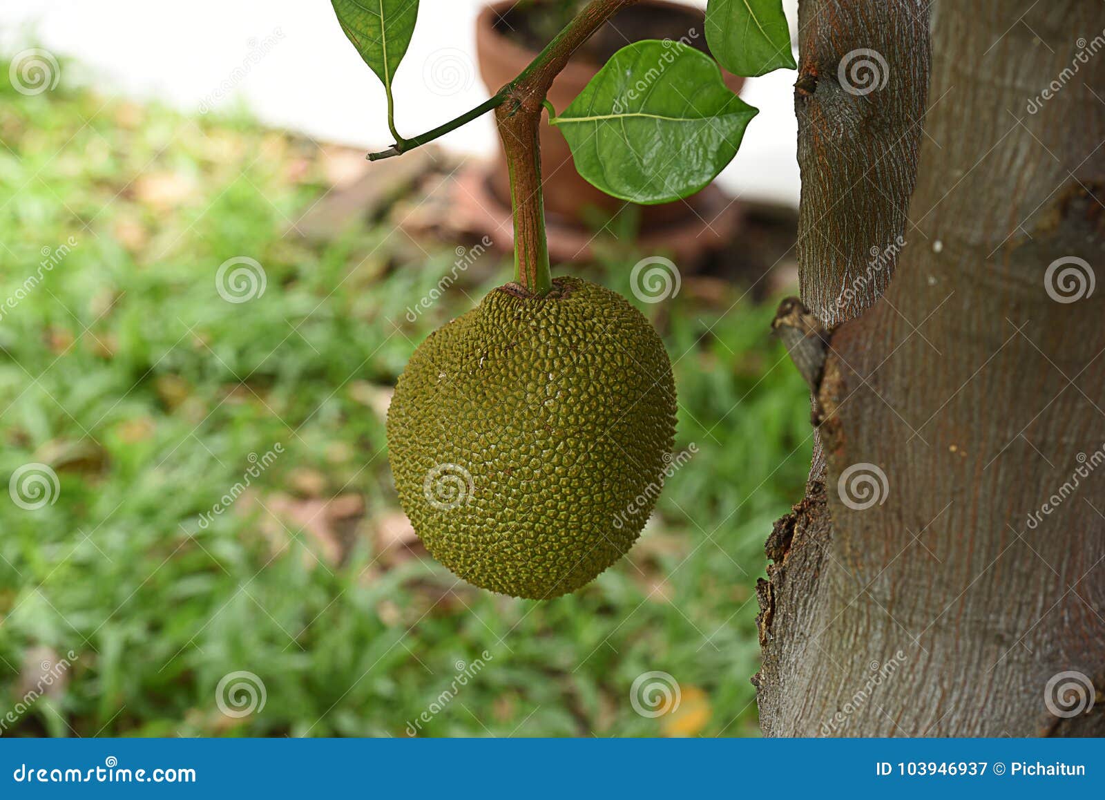 Jackfruit stockbild. Bild von geschmack, asiatisch, tropisch 103946937
