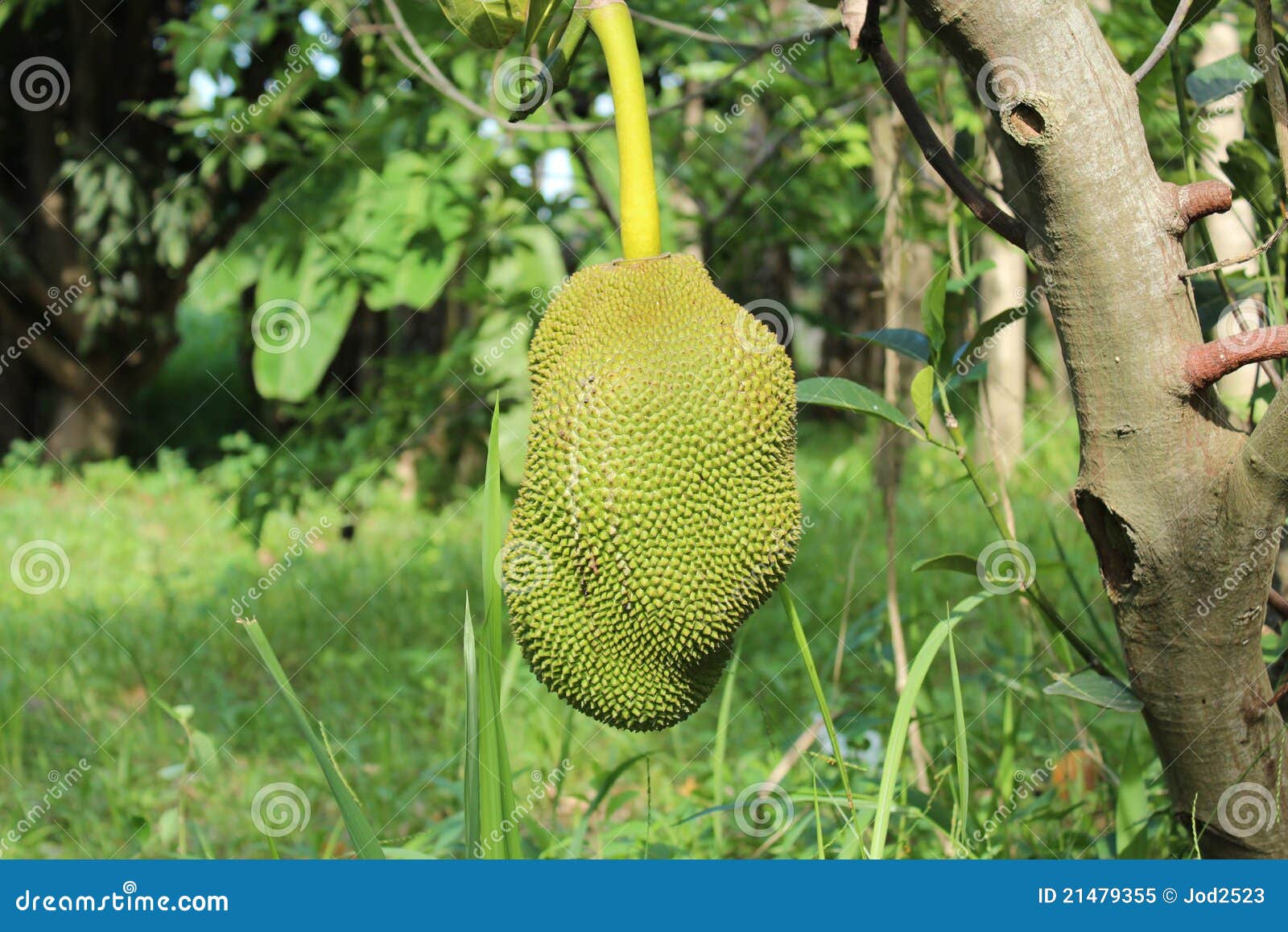 Jackfruit. stock image. Image of juicy, large, jackfruit 21479355