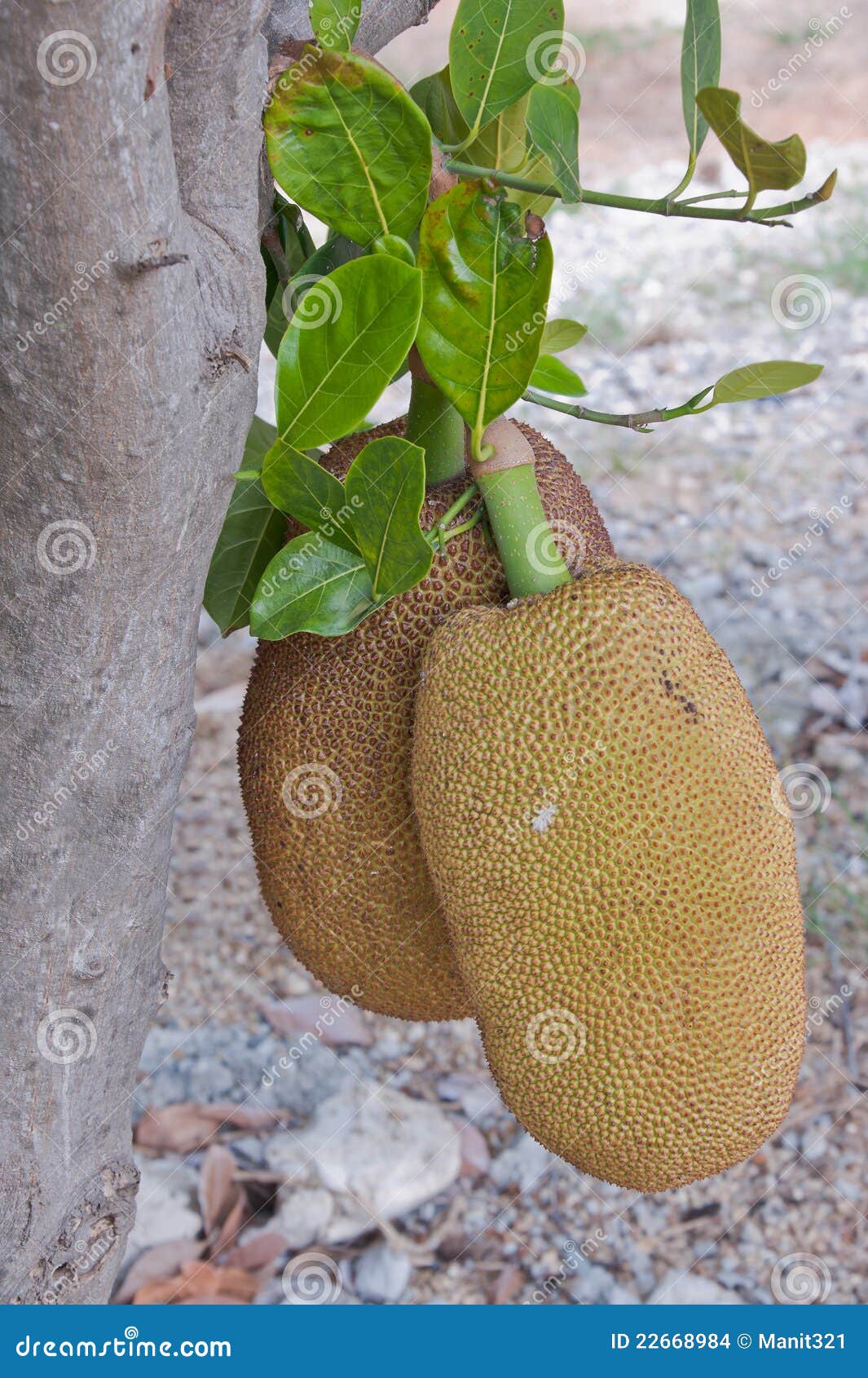 Jackfruit. Een jonge jackfruit op boom