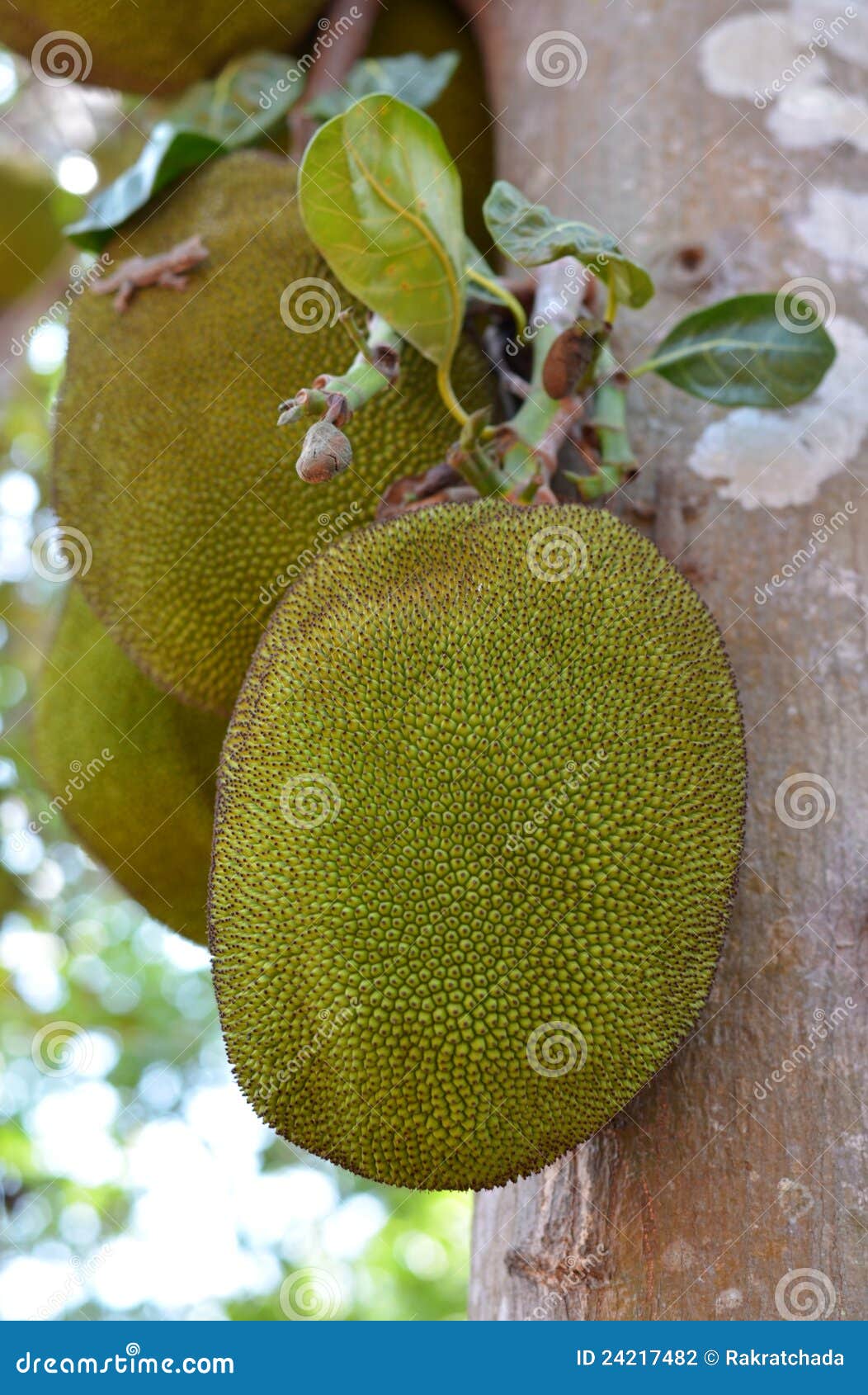 Jackfruit stock photo. Image of jackfruit, sweet, vitamins 24217482