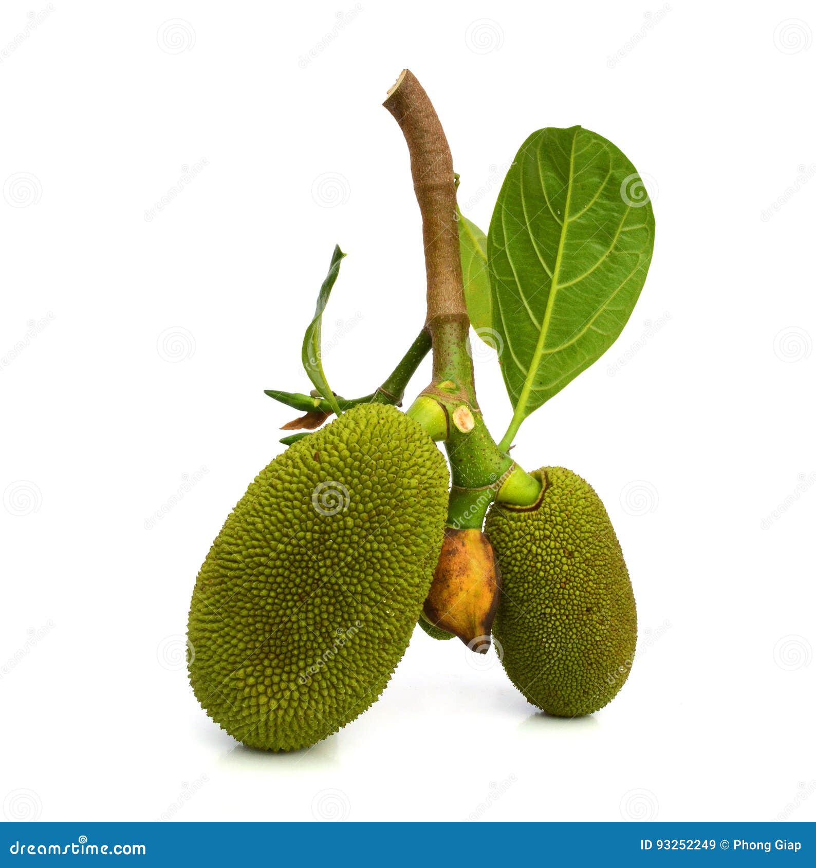 Jackfruit stockbild. Bild von hart, lösung, frucht, zucker 93252249