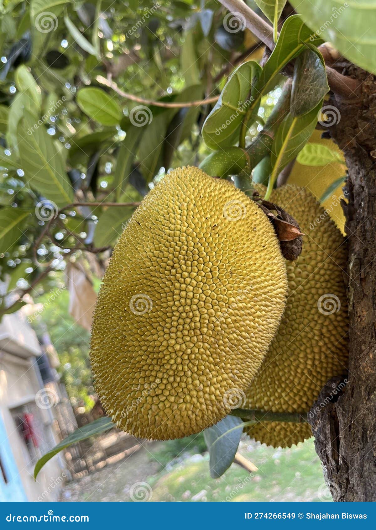 The Jackfruit Artocarpus Heterophyllus, Is The National Fruit Of