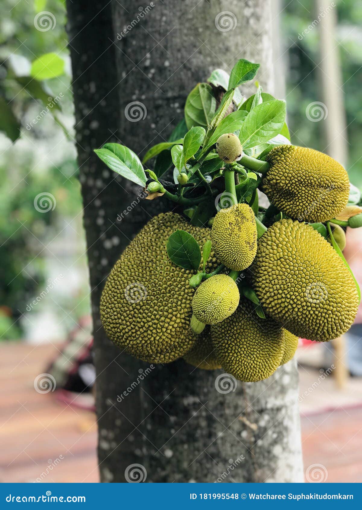 Jackfruit or Artocarpus Heterophyllus or Jack Tree Produce the Fruit