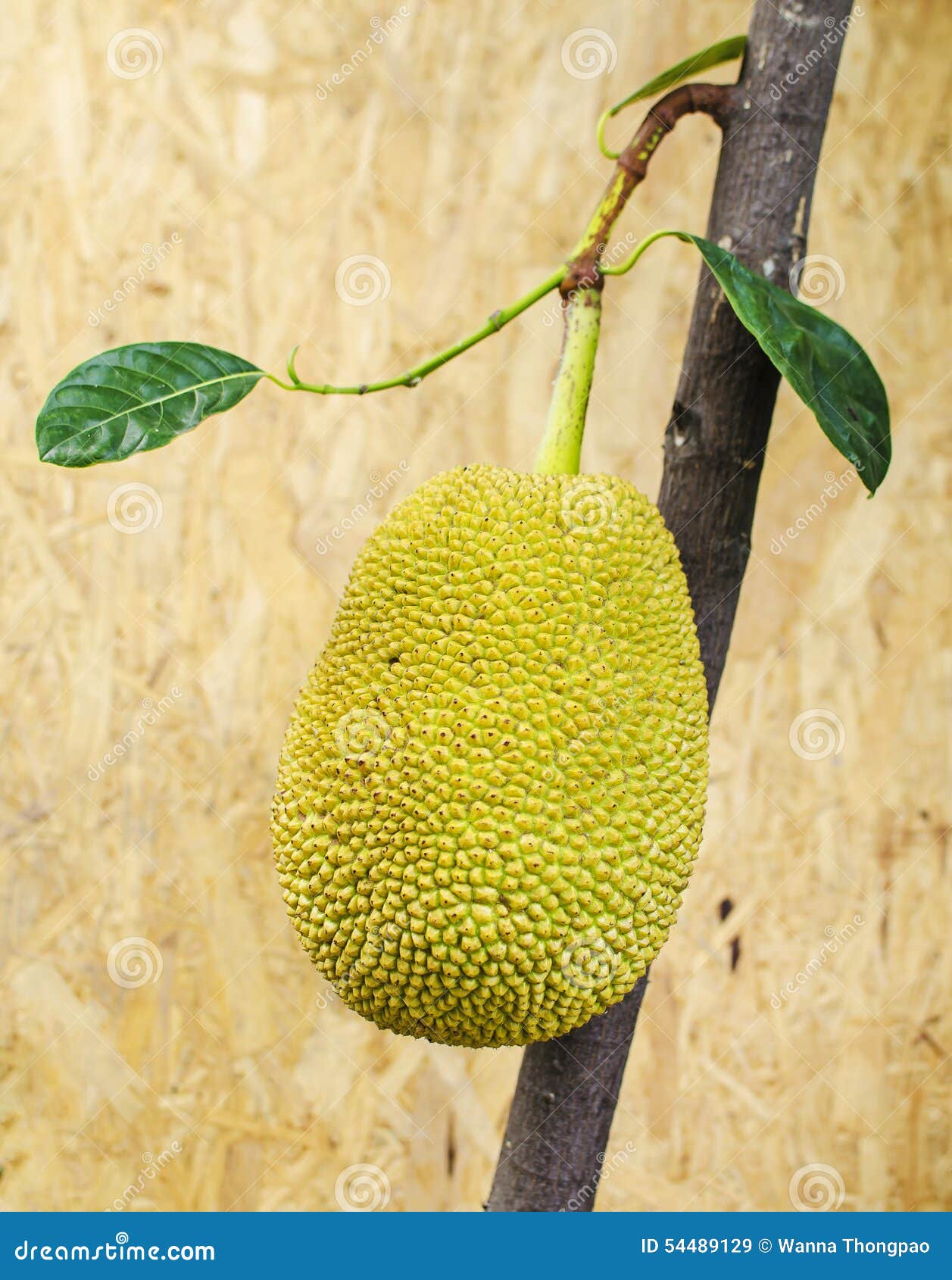 Jackfruit (Artocarpus Heterophyllus) on Wood Background Stock Image