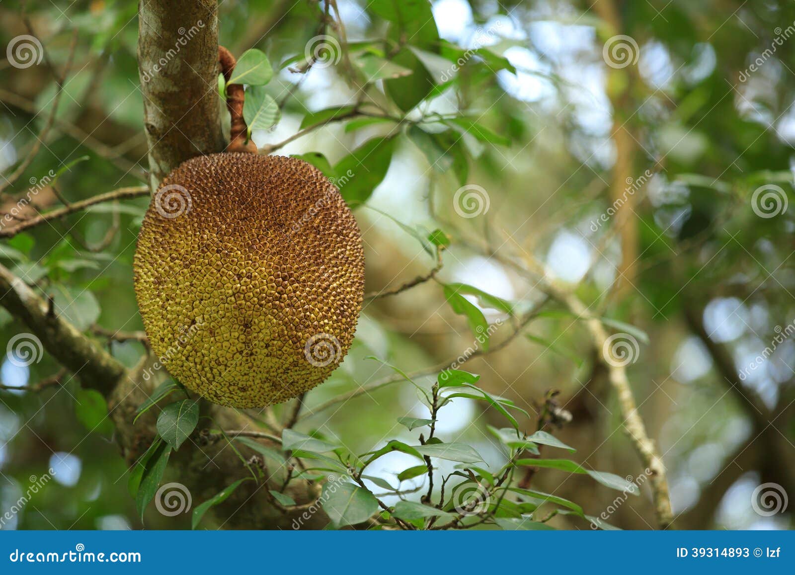 Jackfruit grow on tree stock image. Image of healthy 39314893