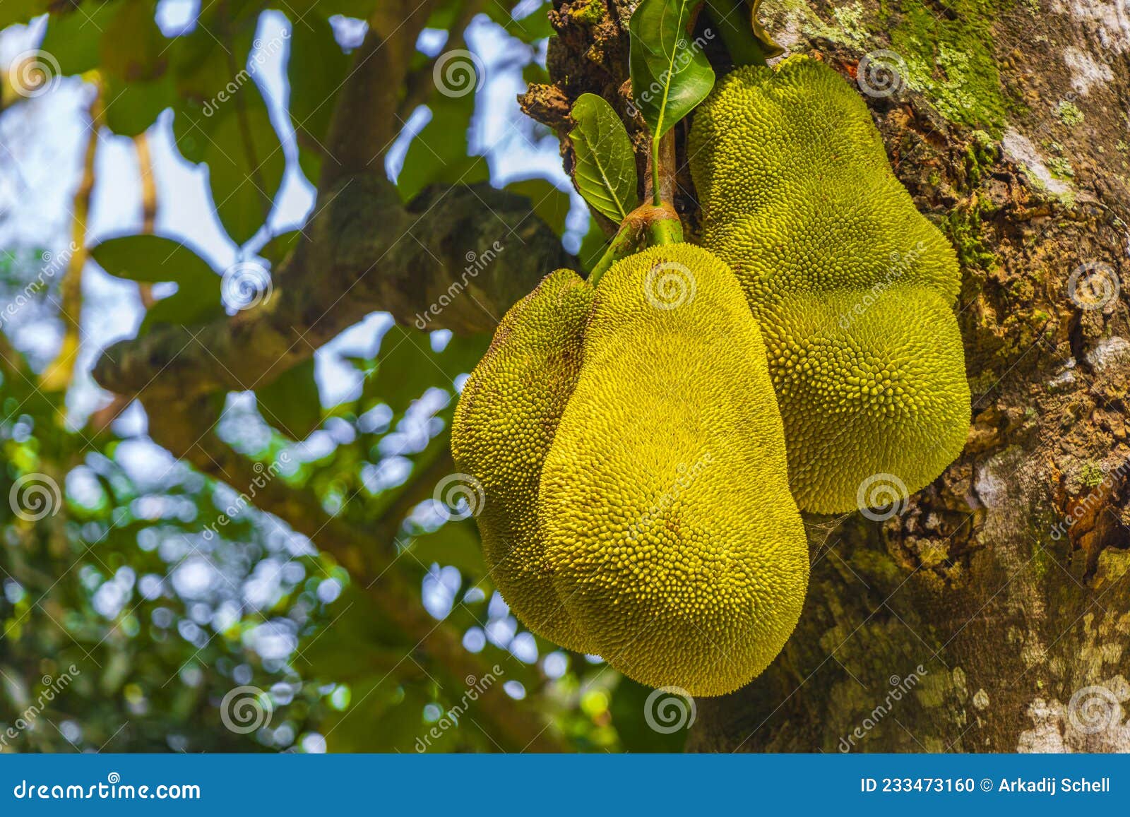 Jackfruit Growing on Jack Tree in Rio De Janeiro Brazil Stock Photo