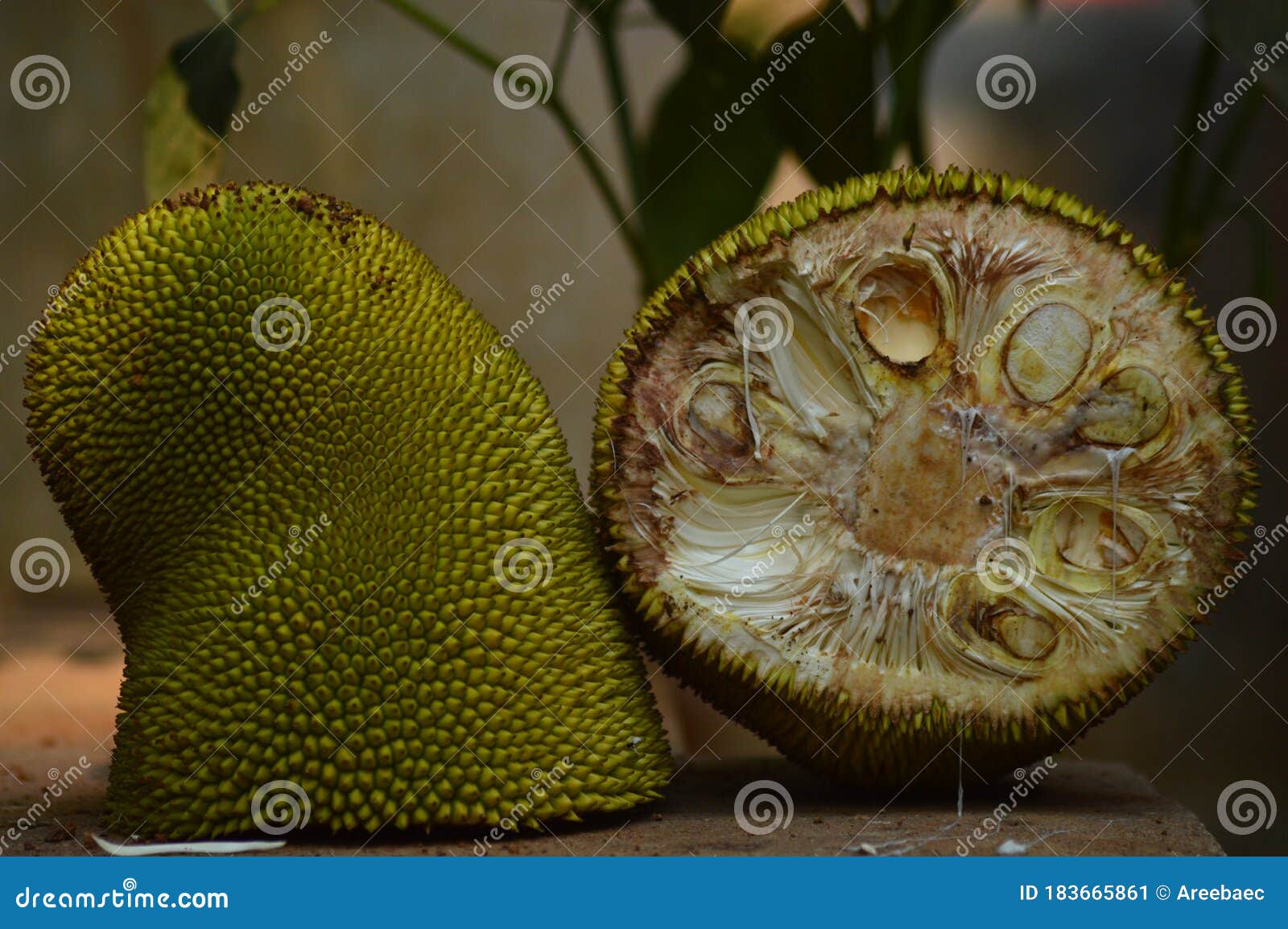 Jackfruit home grown stock image. Image of grown, fruit 183665861