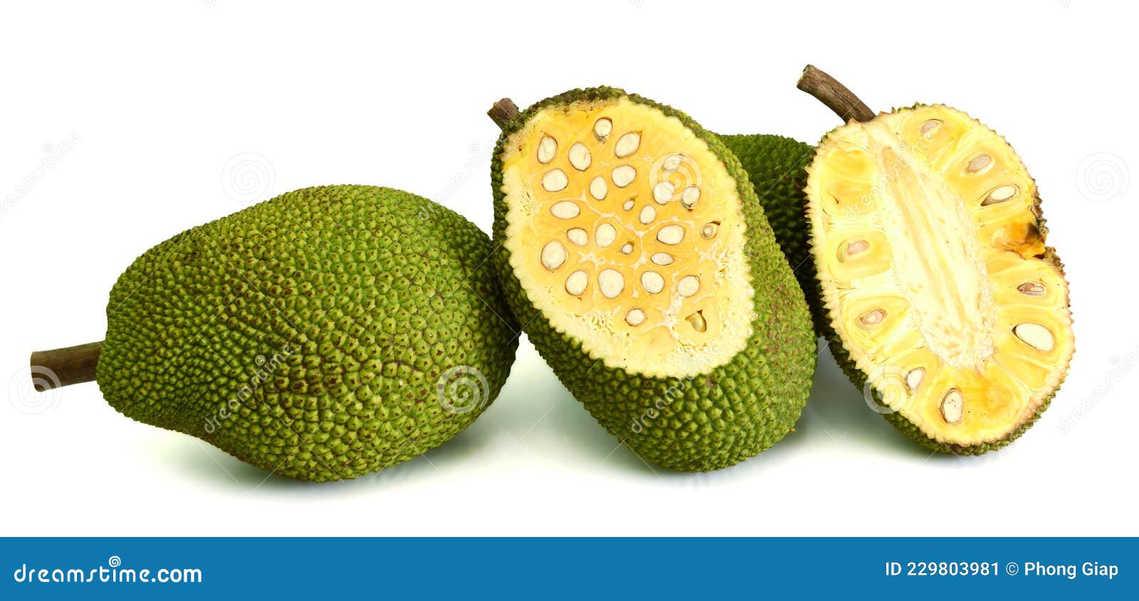 Jackfruit stock illustration. Illustration of tropical 229803981