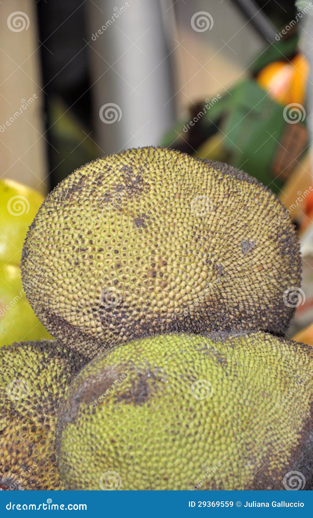 Jackfruit or Jaca stock image. Image of fresh, traditional 29369559