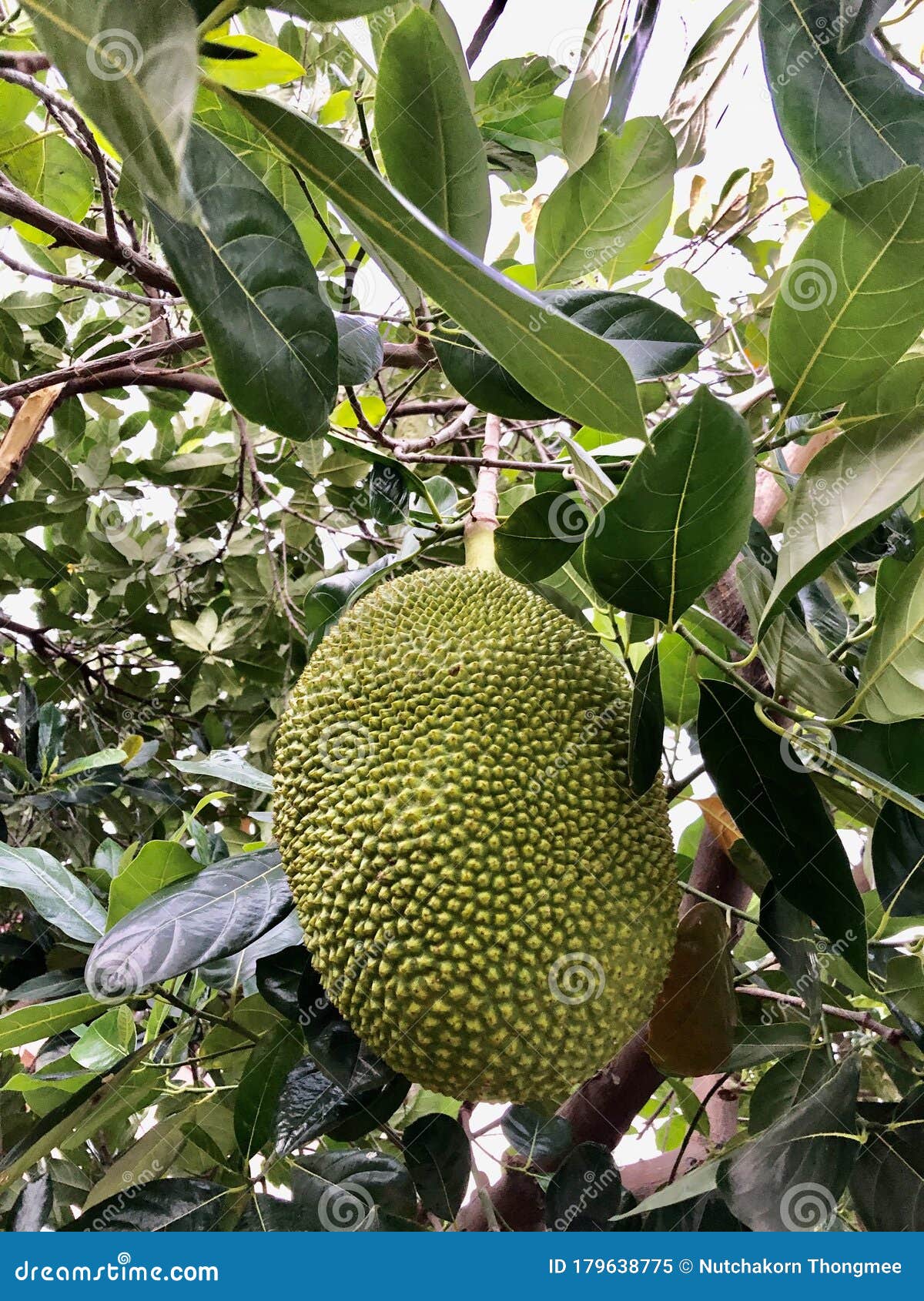 Jackfruit stock image. Image of jack, jackfruit, growing 179638775