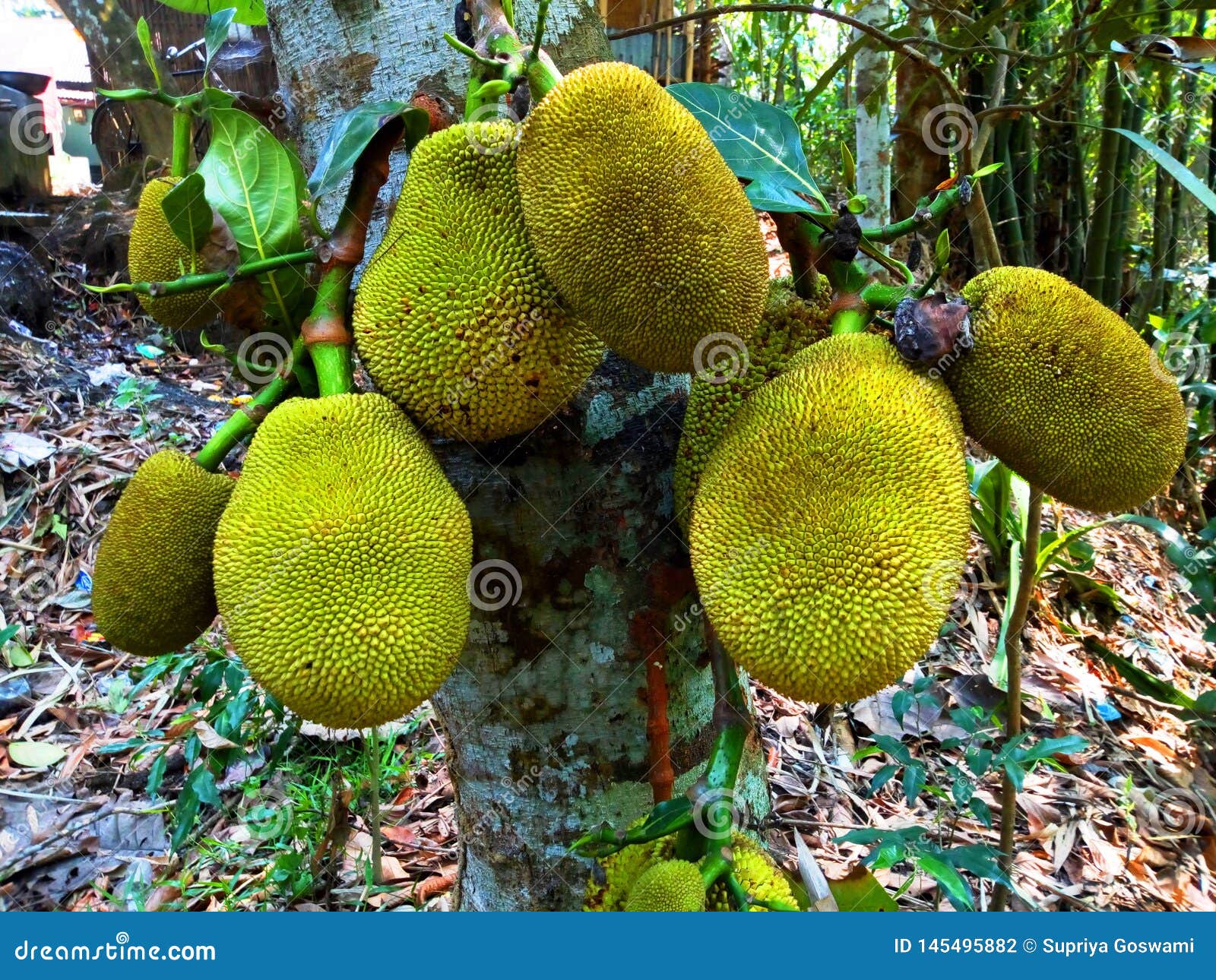 Jackfruit in the Lower Side of a Tree Stock Photo Image of texture
