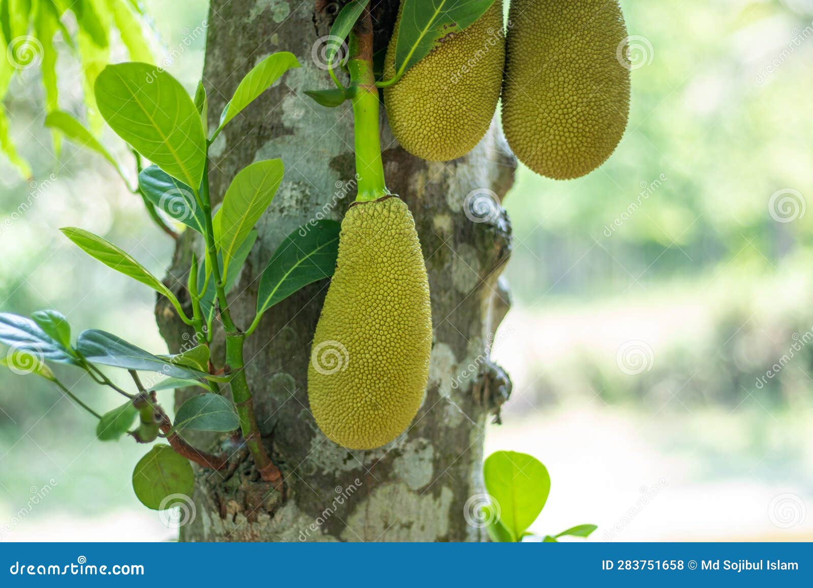 Jackfruit is the Largest Treeborne Fruit in the World, Jackfruit is a