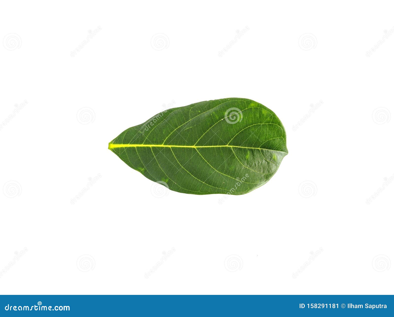 Jackfruit Leaves Isolated on White Background Stock Image - Image of ...