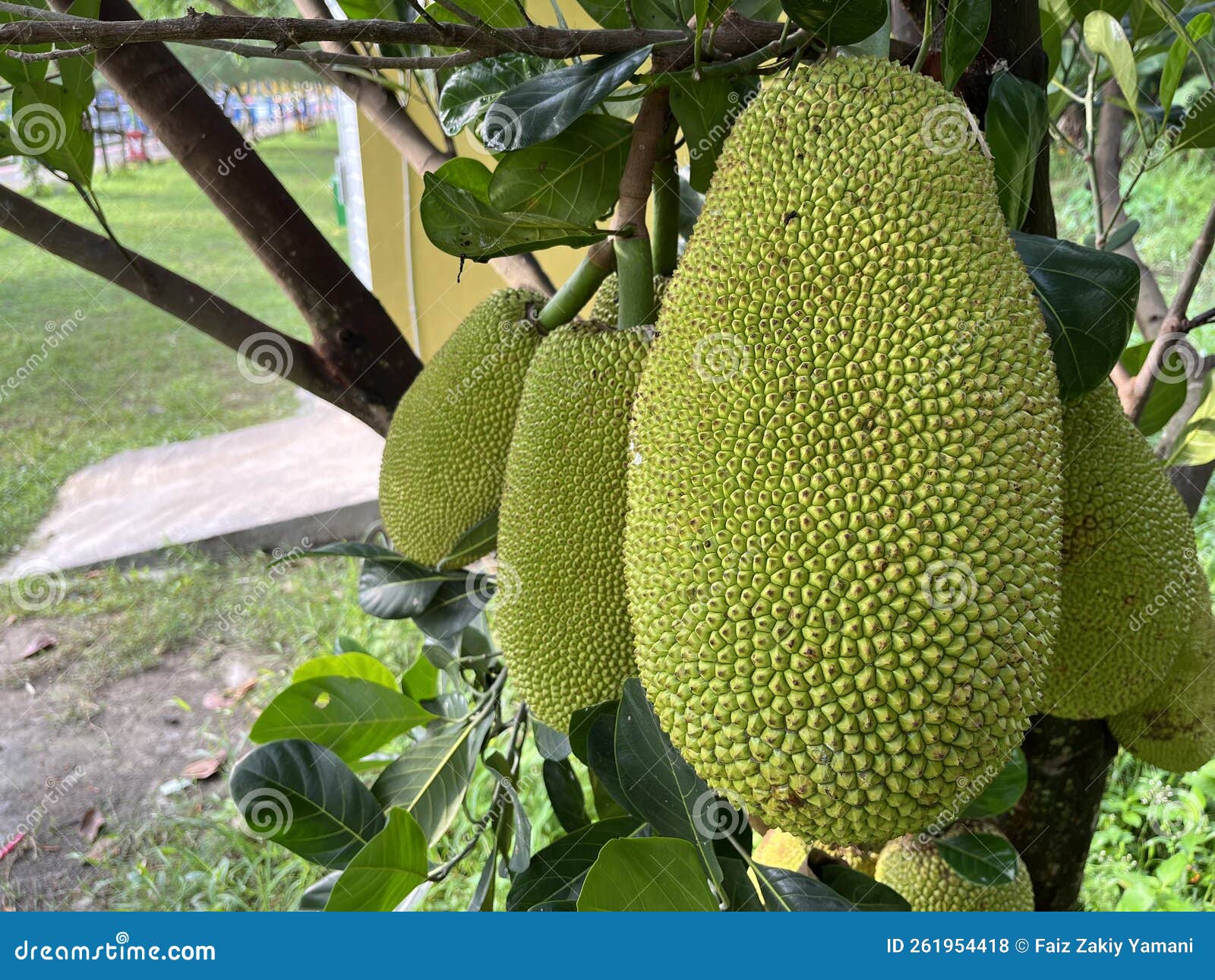 Jackfruit in the Park Still Not Ripe Stock Photo Image of indonesia