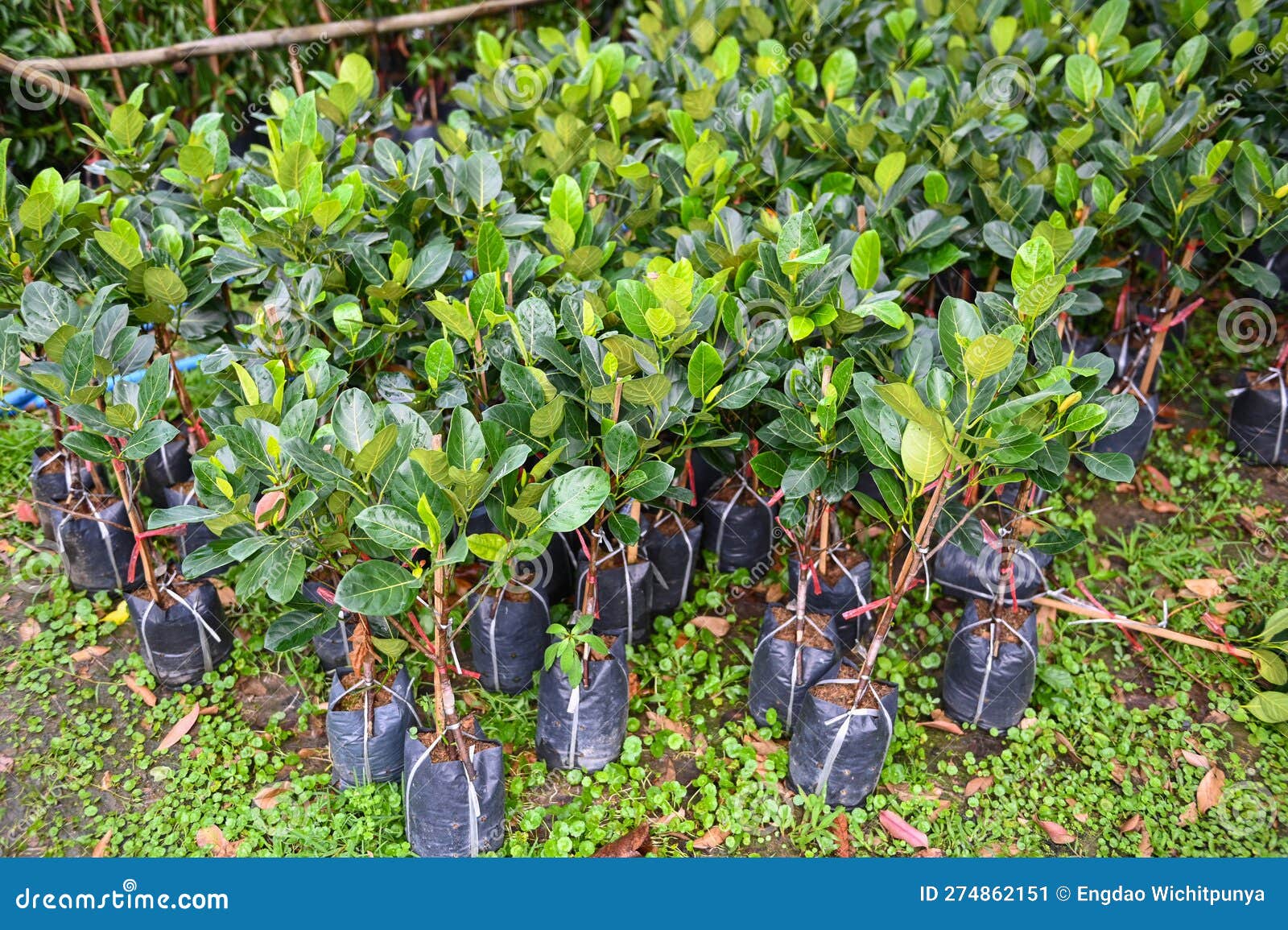 Jackfruit Plant Tree , Young Plant of Jackfruit in Soil Seedling Bag