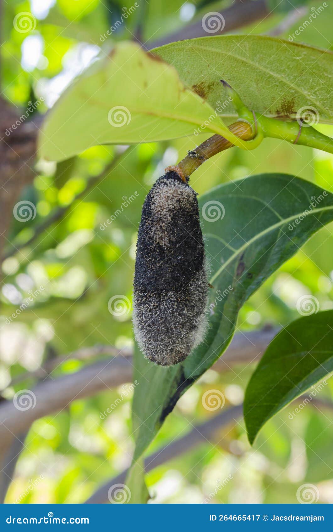 Jackfruit Rhizopus Rot Disease Stock Image Image of nature, isolated