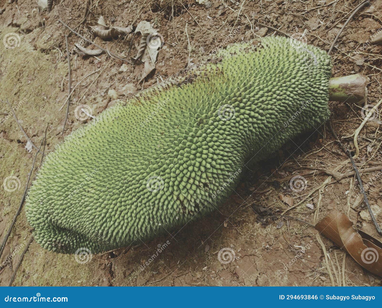 Jackfruit that is Ripe in the Garden and Ready To Eat or Consume Stock