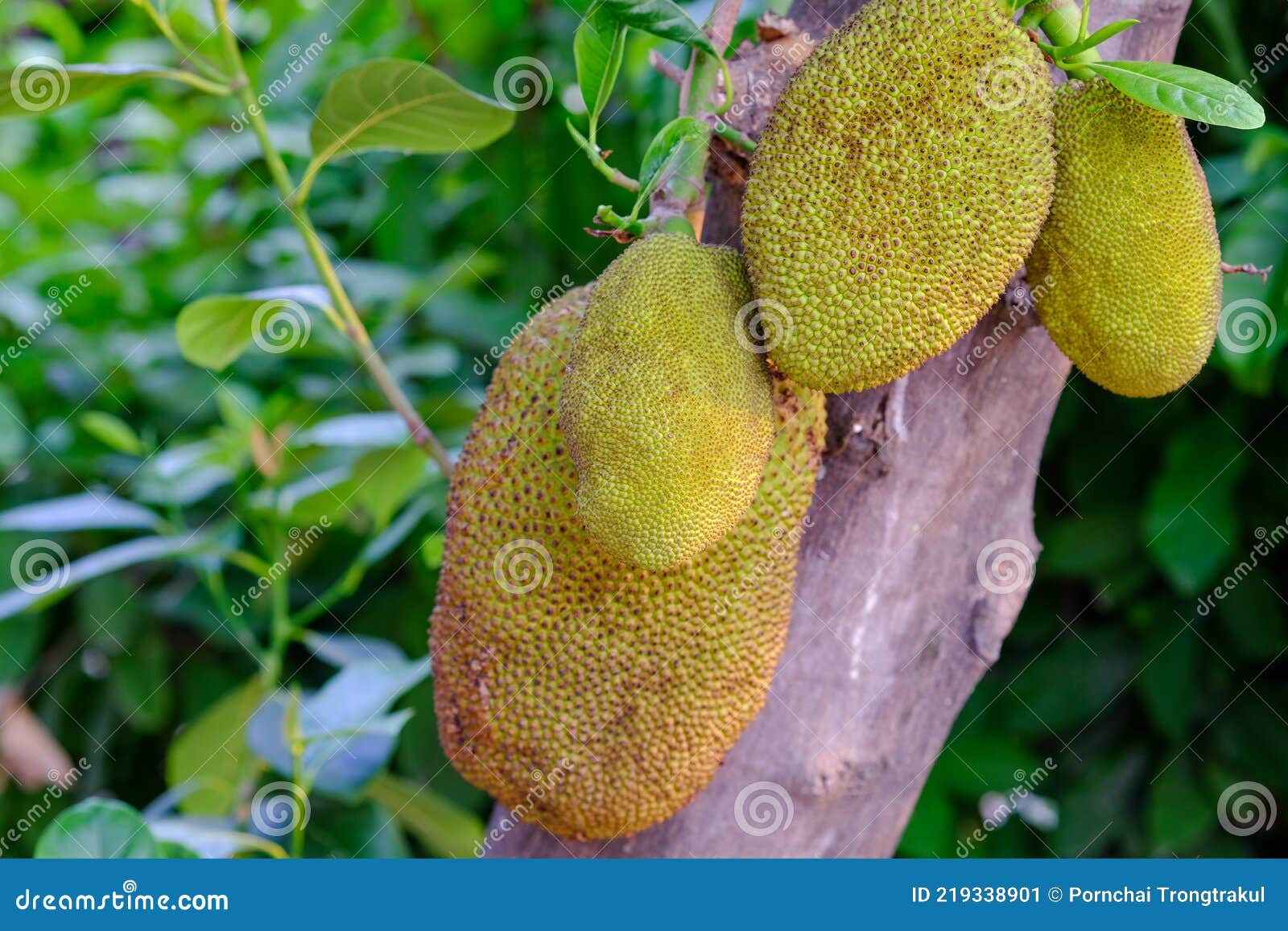 Jackfruit stock image. Image of nature, indigenous, close 219338901