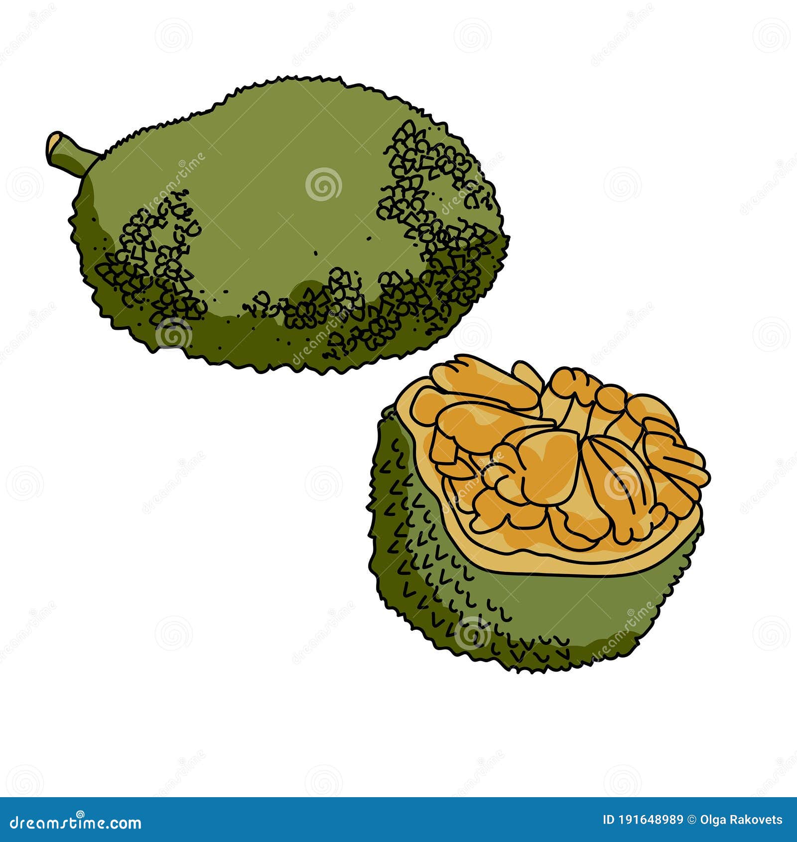 Jackfruit Set of Whole and Cut Green Tropical Fruit, Hand Draw Vector
