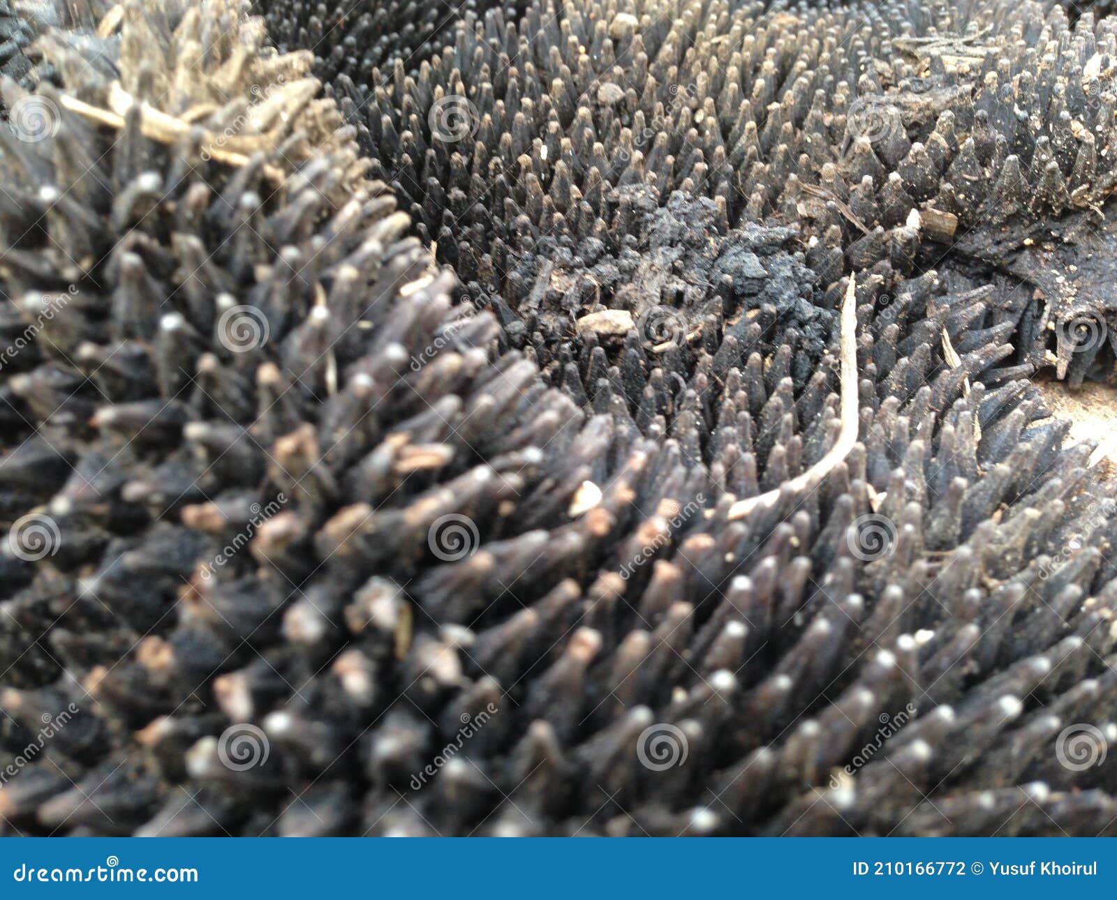 Jackfruit skin stock photo. Image of tropicalfruit, started 210166772