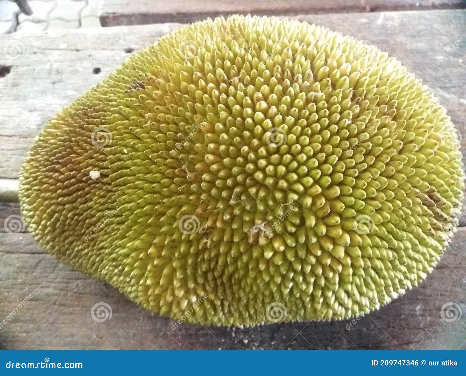 This is Jackfruit.the Skin is Rough and Green Stock Photo Image of