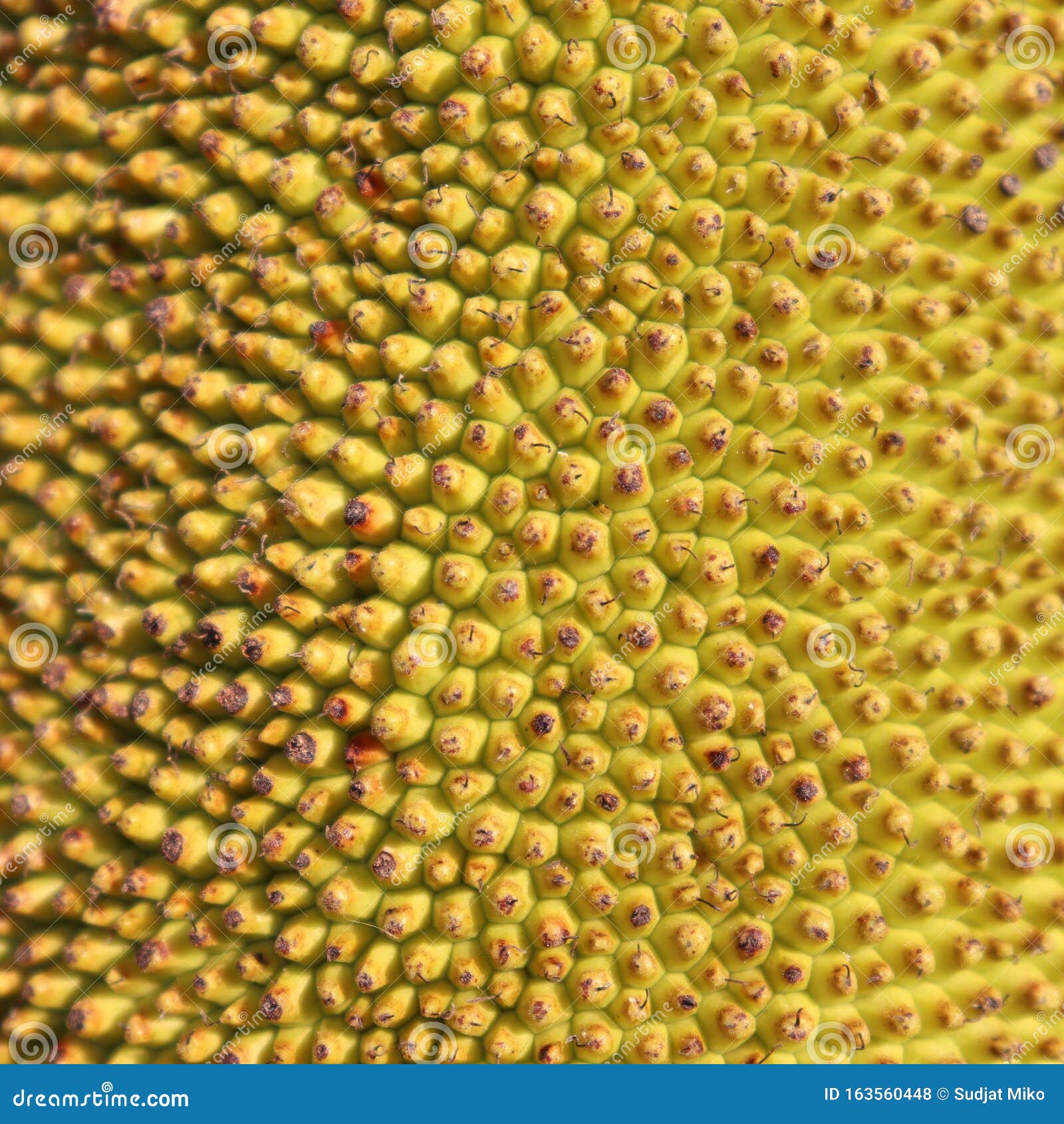 Jackfruit Skin with Thorny Texture. Stock Photo Image of jackfruit