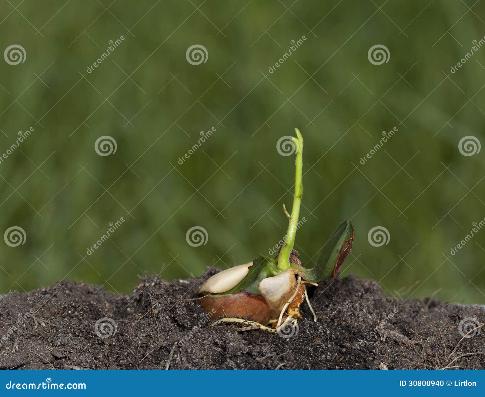 Jackfruit sprout growing stock photo. Image of jackfruit 30800940