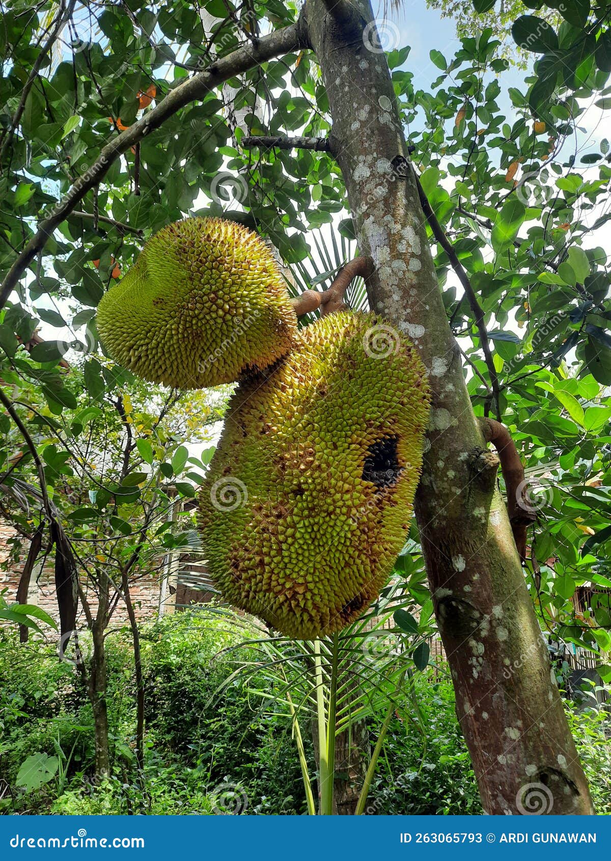 The Jackfruit is Still Attached To the Tree, Waiting To Ripen on the