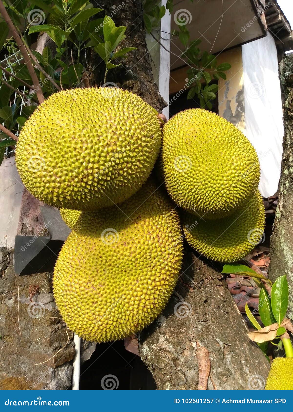 jackfruit that is still requested