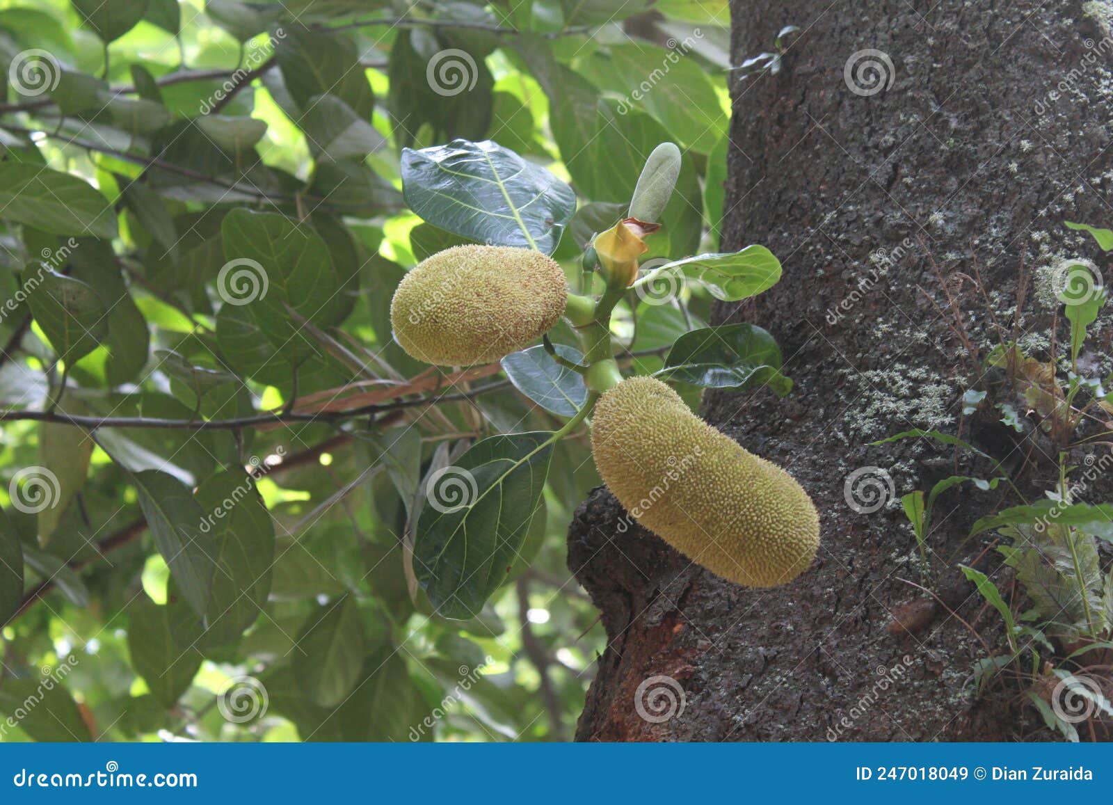 New Jackfruit On The Tree Stock Image Image Of Health 247018049