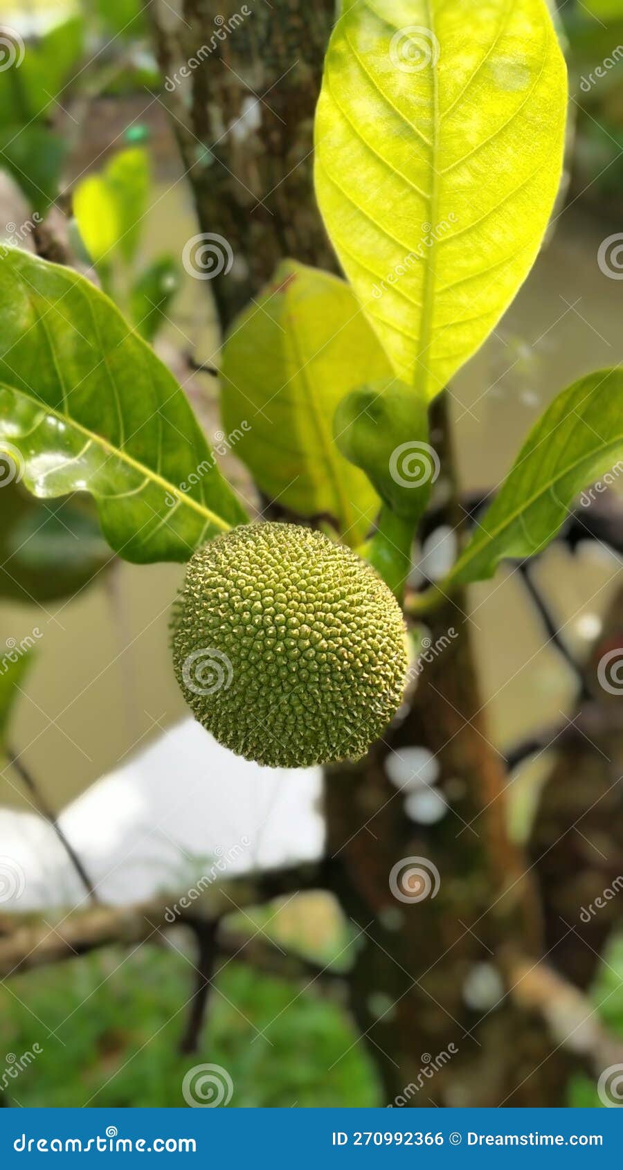 Jackfruit that is Still Small is Prone To Pests that Kill the Jackfruit