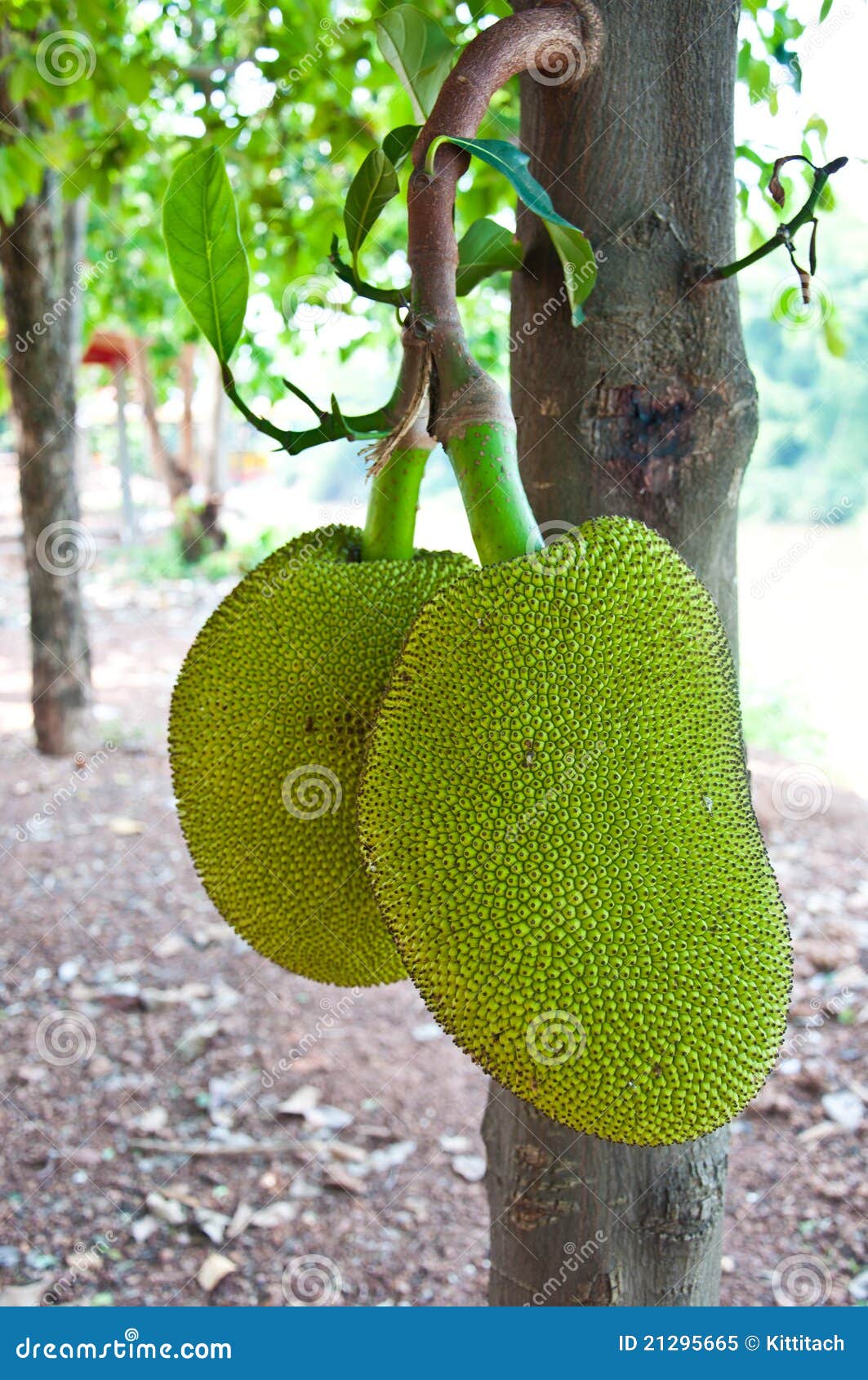 Jackfruit of Thailand stock image. Image of fresh, tree 21295665